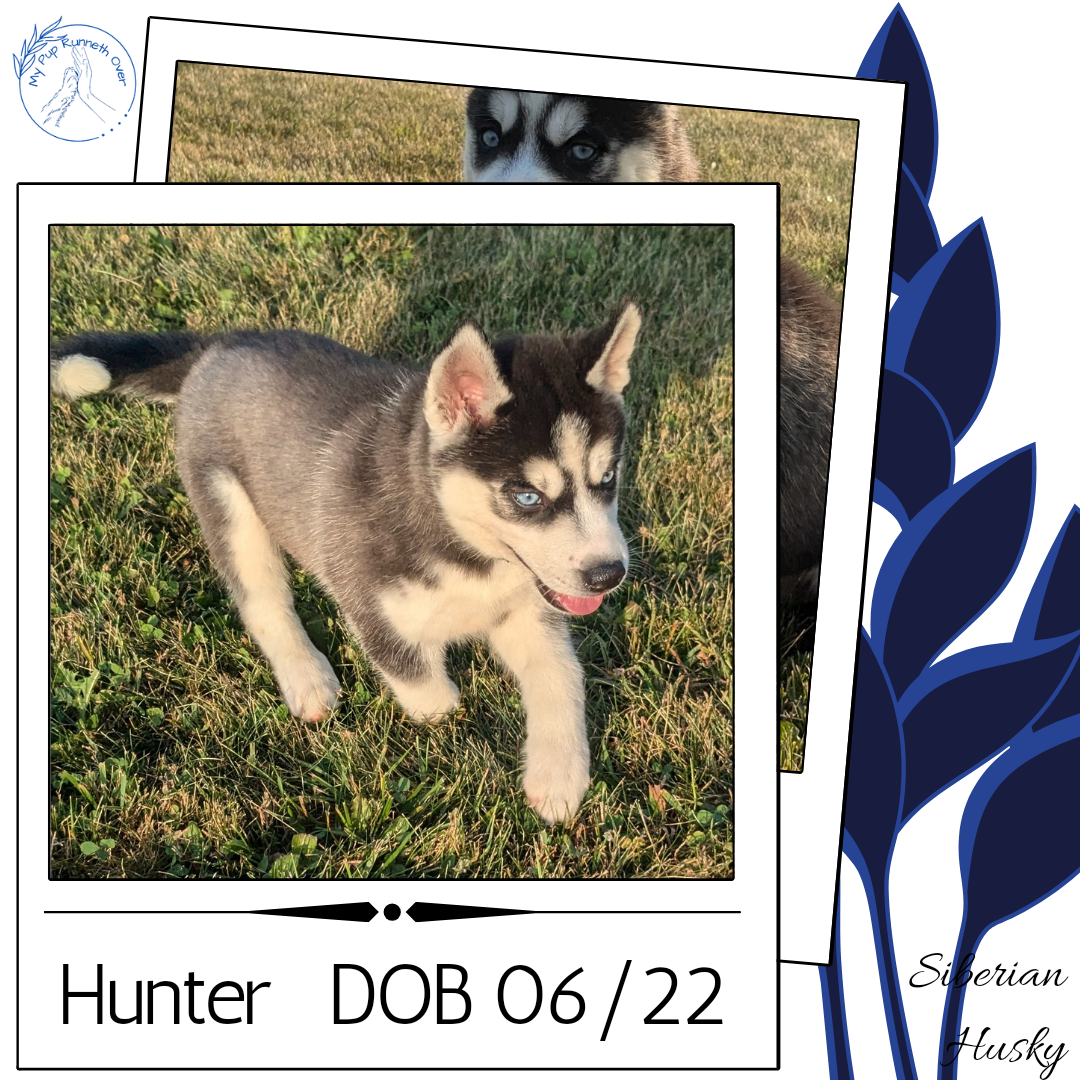 SIBERIAN HUSKY (06/22) MALE