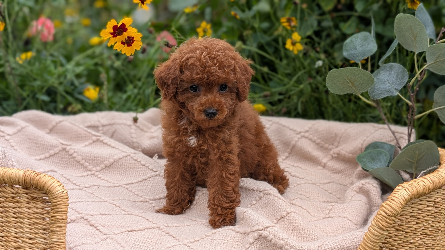 TOY POODLE (07/01) FEMALE