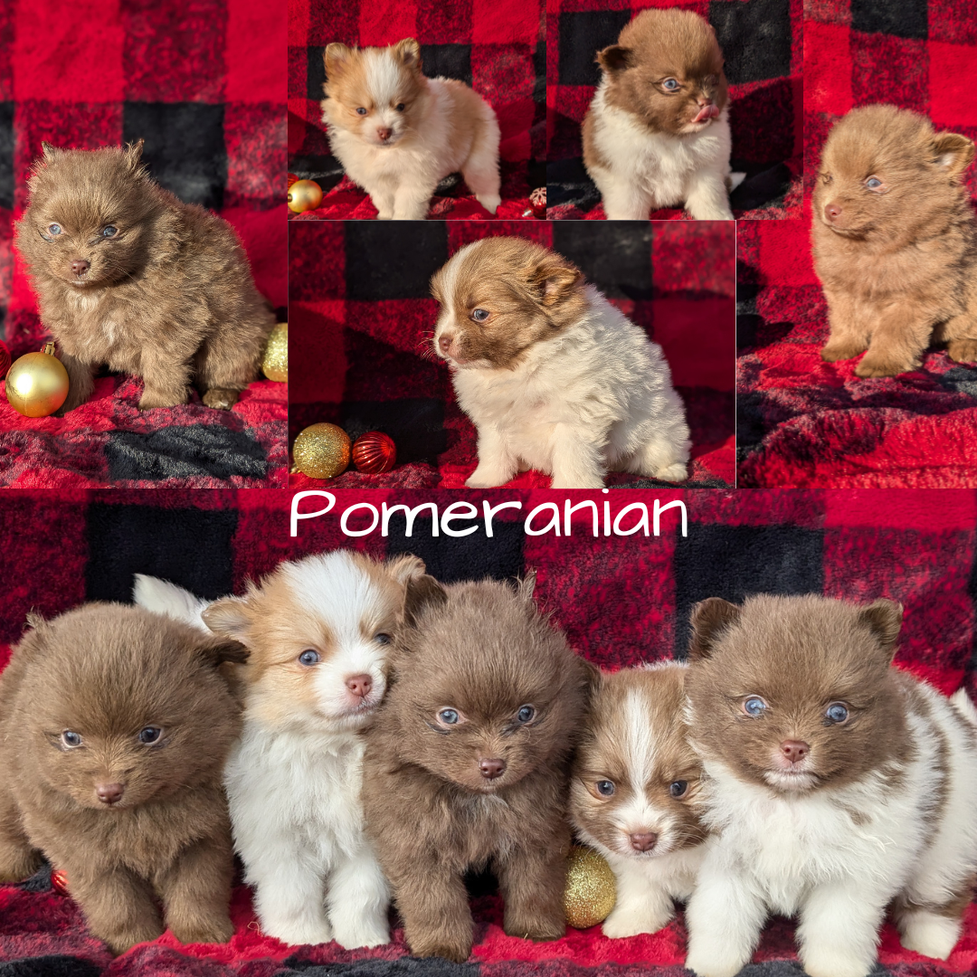 POMERANIAM (10/02) MALE