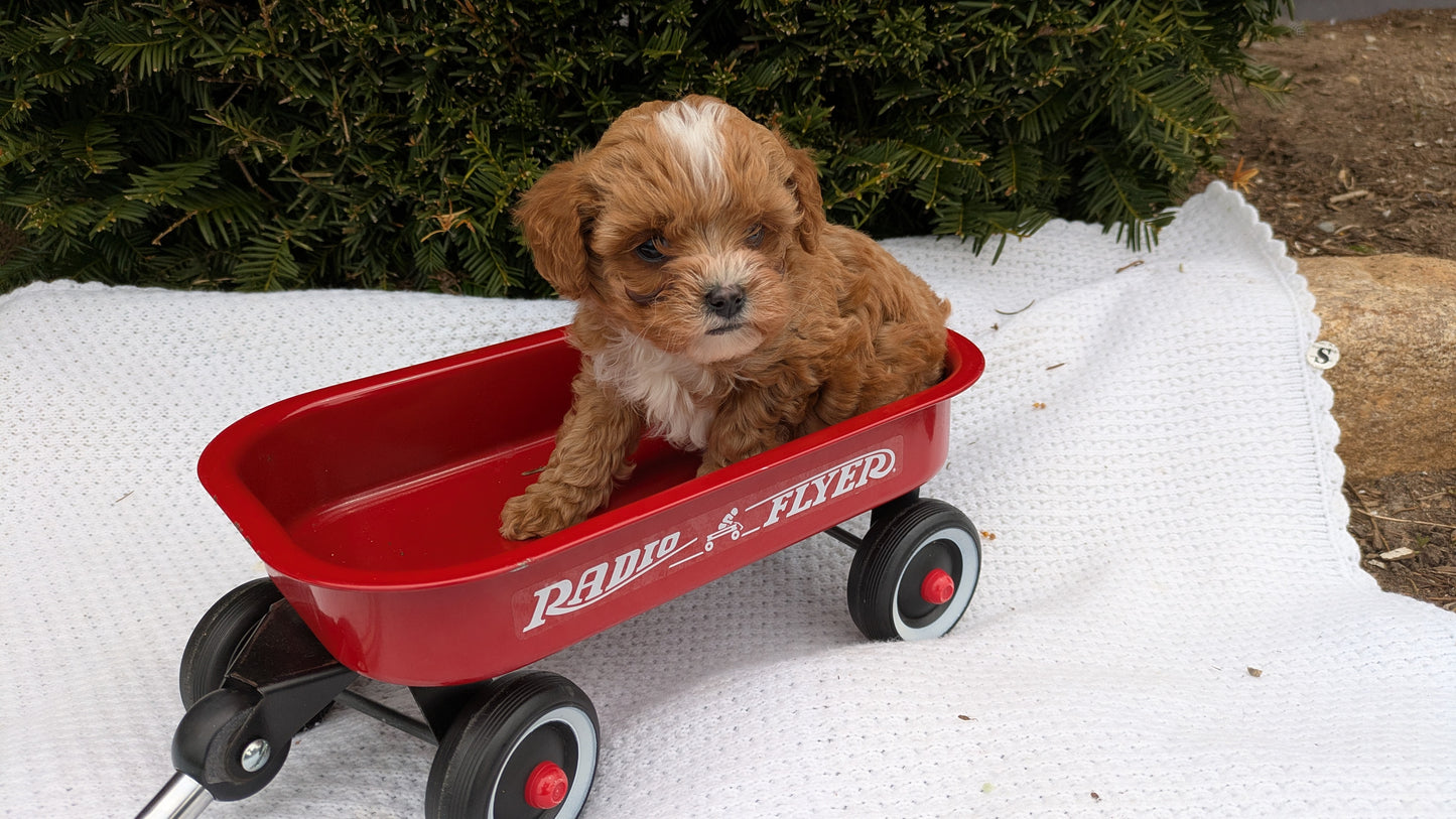 TOY CAVAPOO (02/26) MALE
