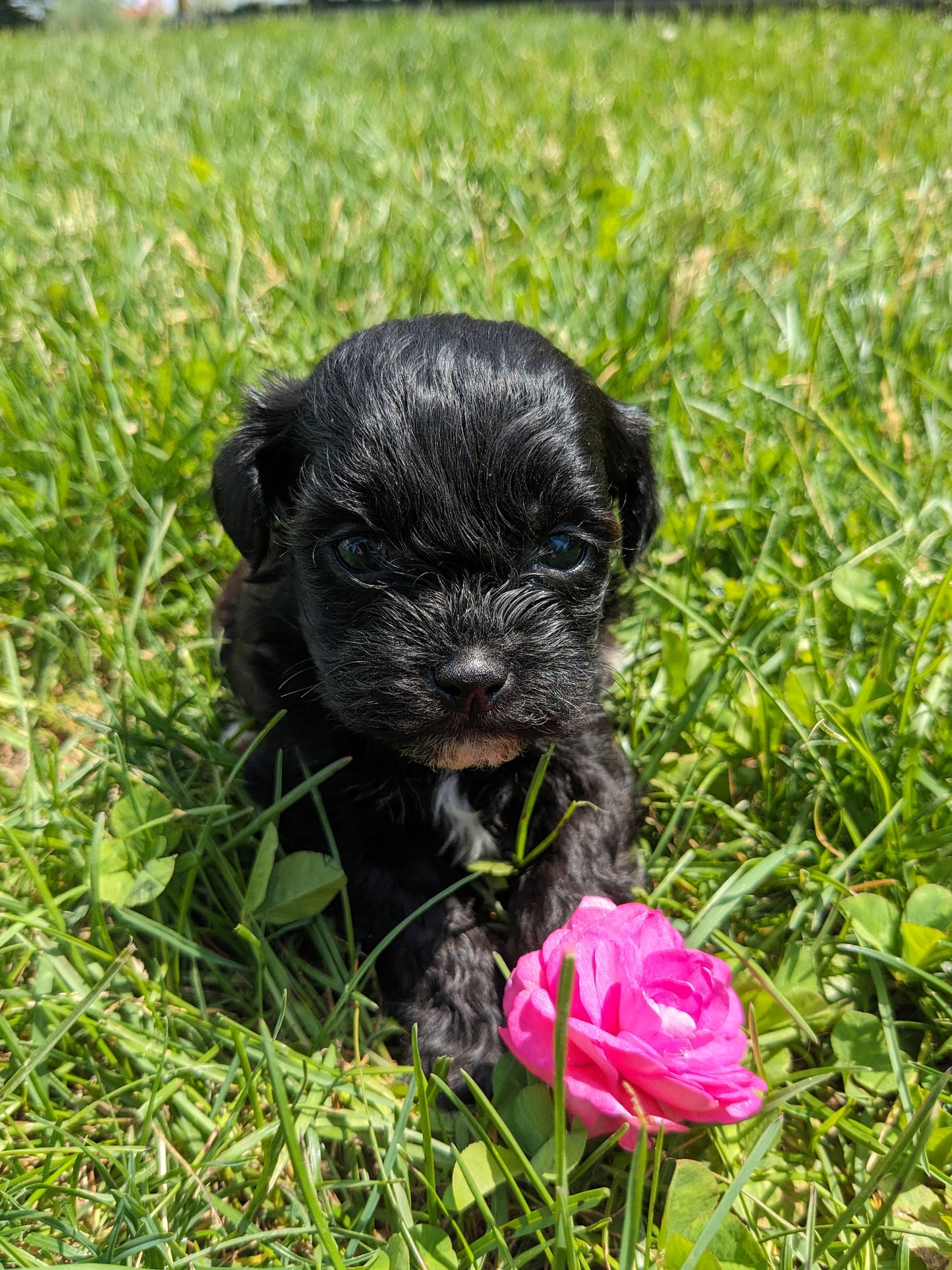 SHIH-POO (04/22) FEMALE