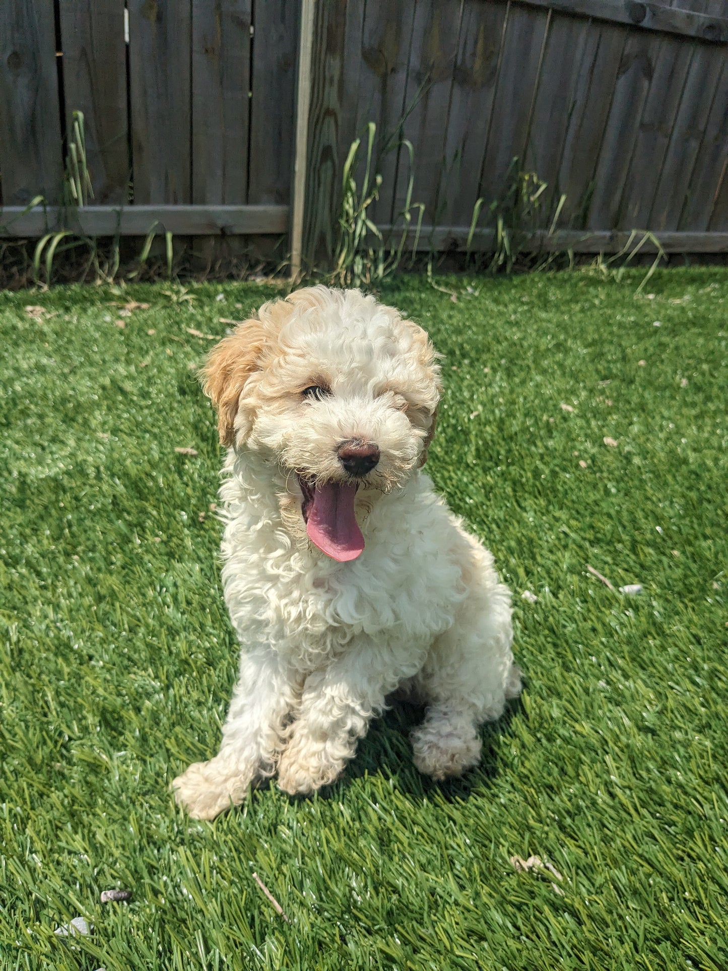 TOY POODLE (03/16) FEMALE