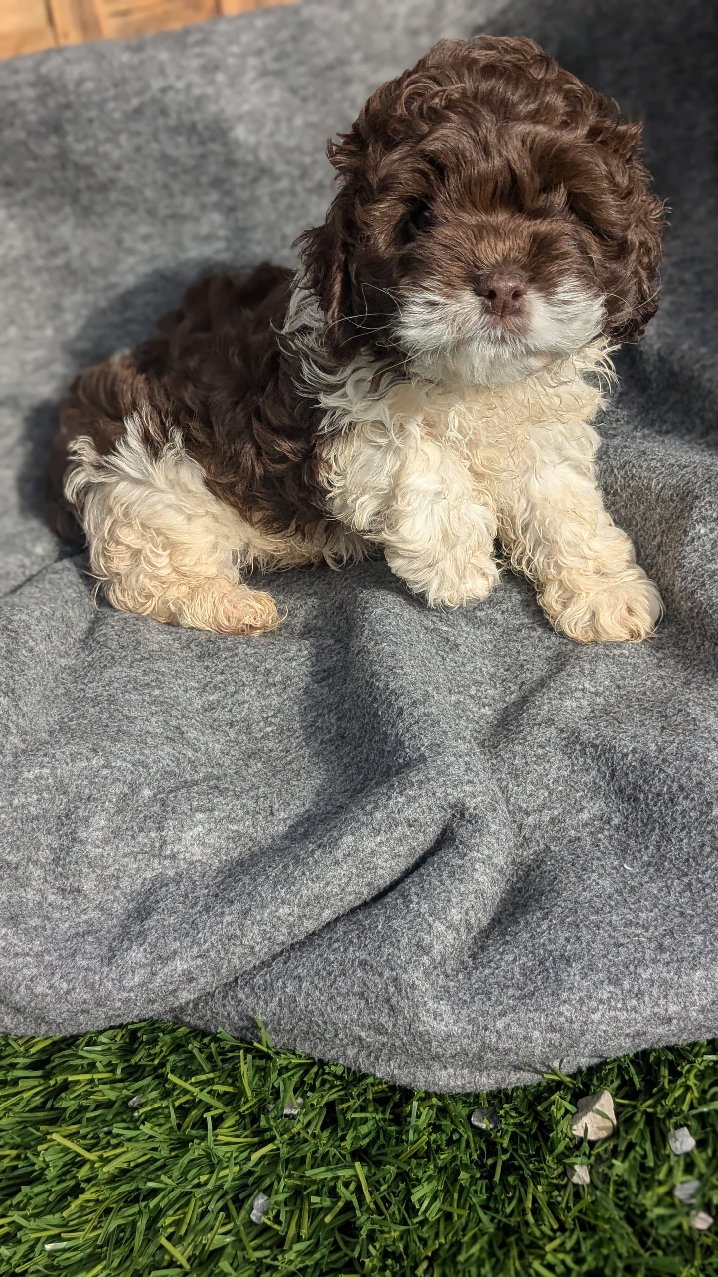 COCKAPOO (09/13) FEMALE
