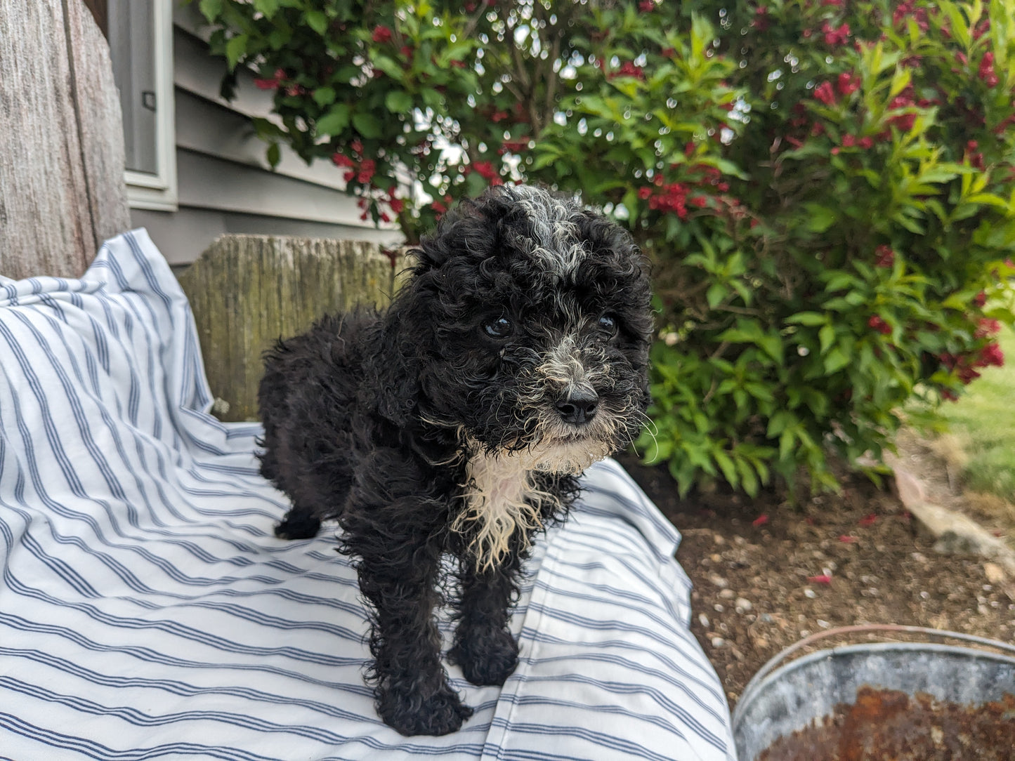 MICRO BERNEDOODLES (03/18) MALE