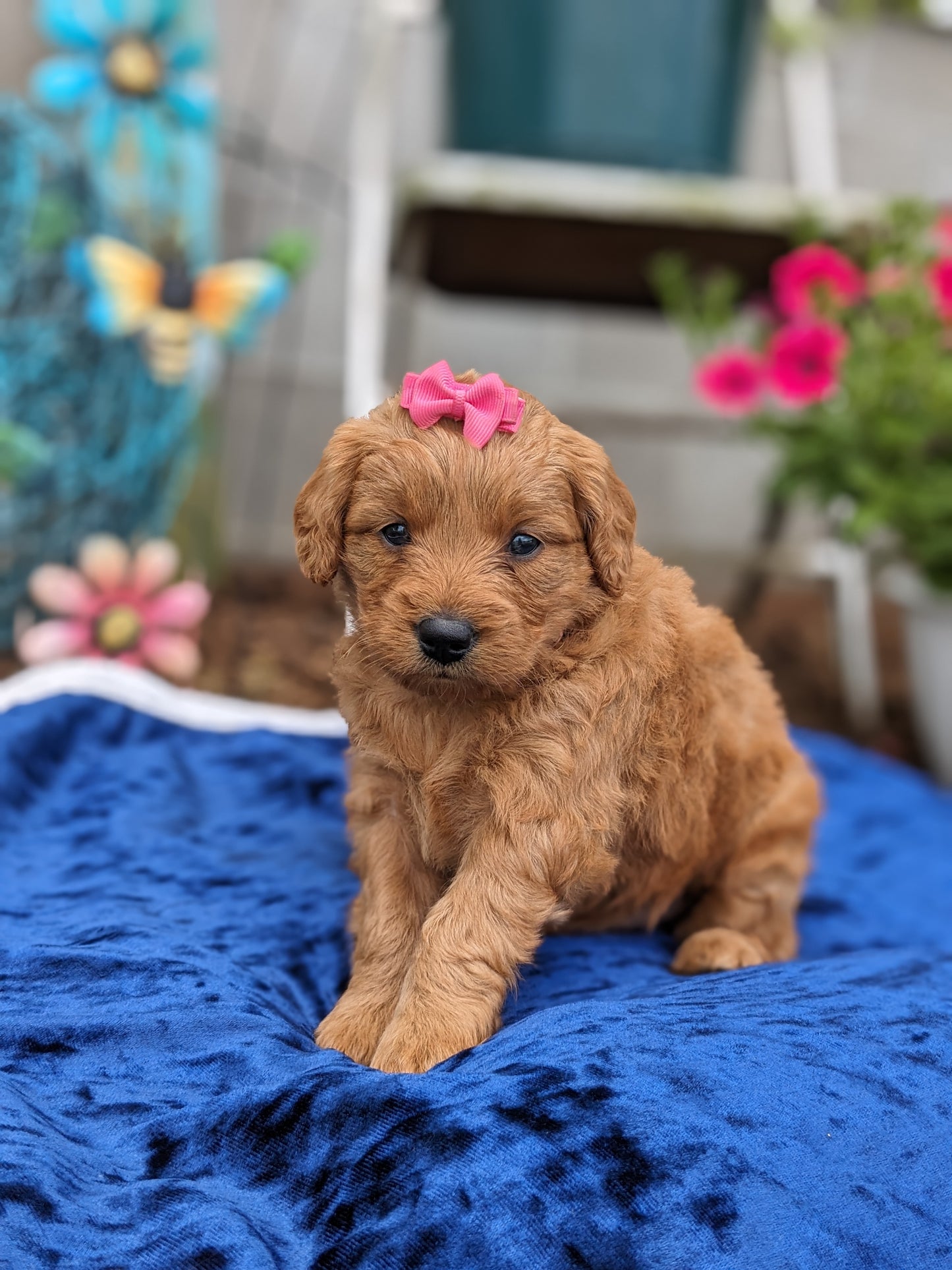 GOLDENDOODLE (05/03) FEMALE