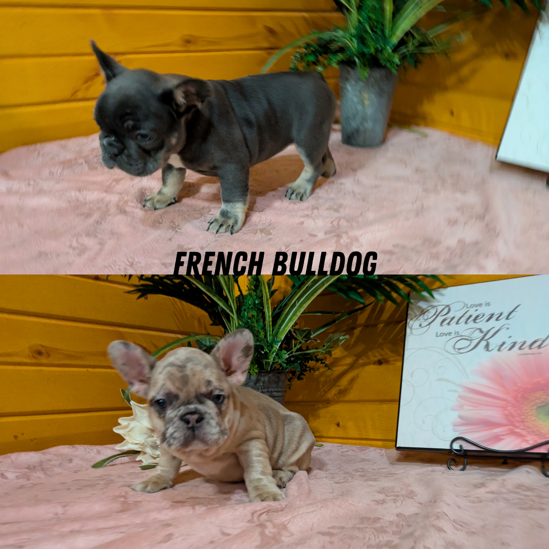 FRENCH BULLDOG (12/22) FEMALE