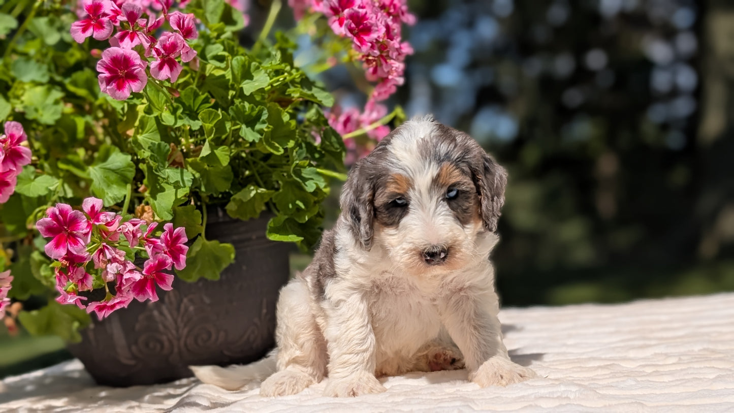 MINI BERNEDOODLE (06/11) MALE