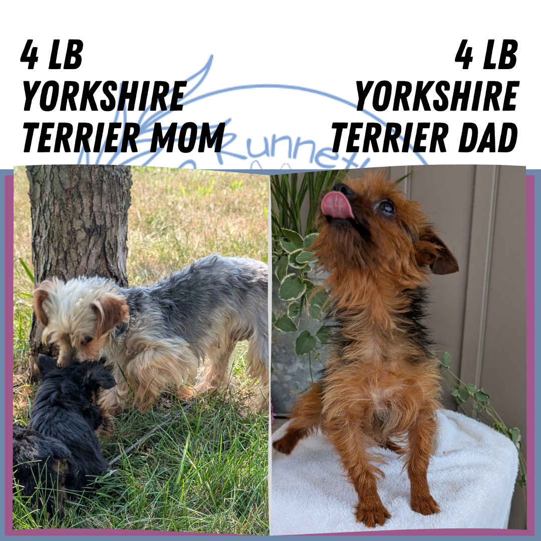 YORKSHIRE TERRIER (06/05) MALE