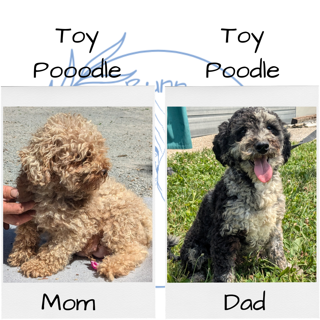 TOY POODLE (07/20) MALE