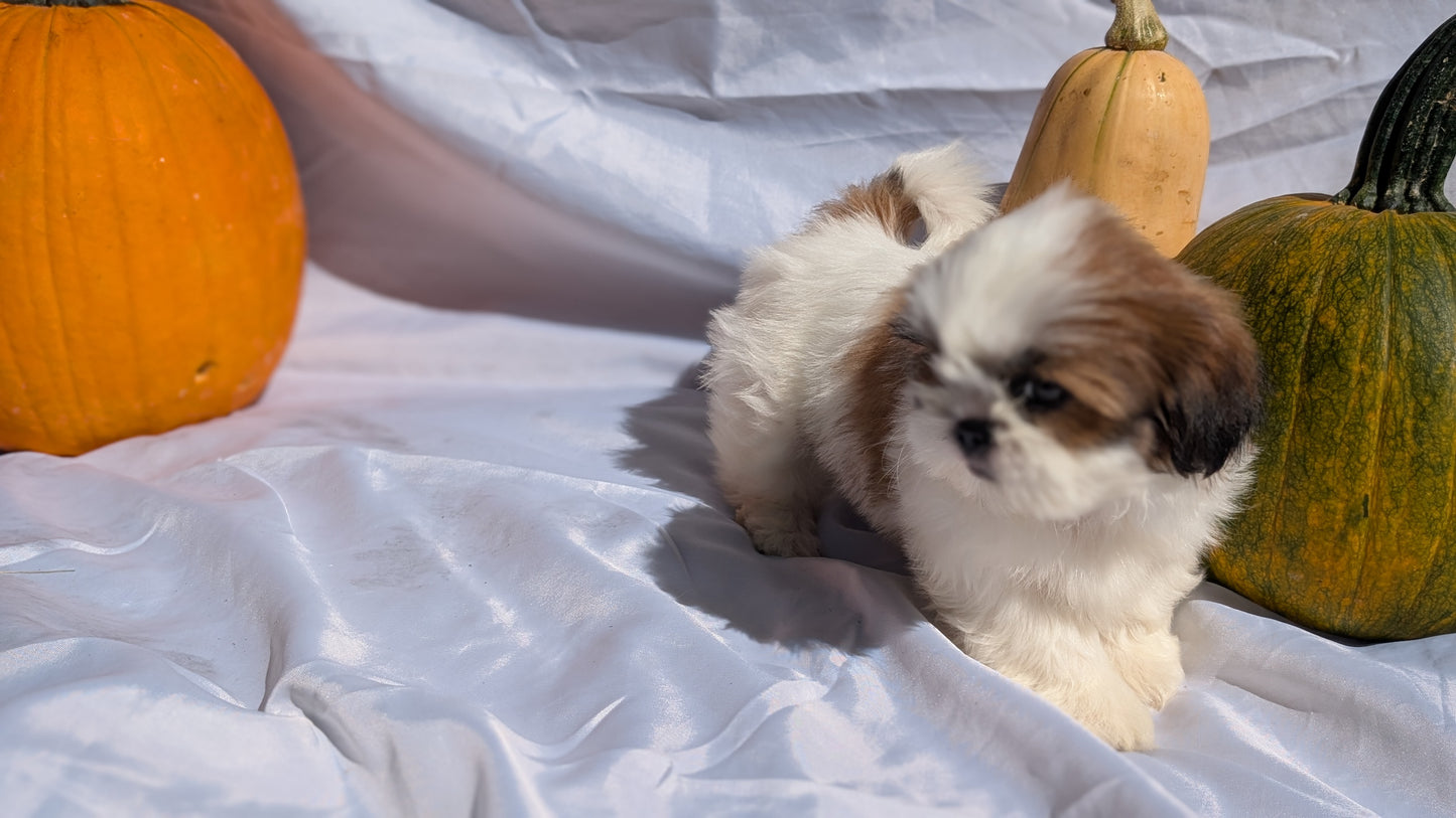 SHIH TZU (07/18) FEMALE