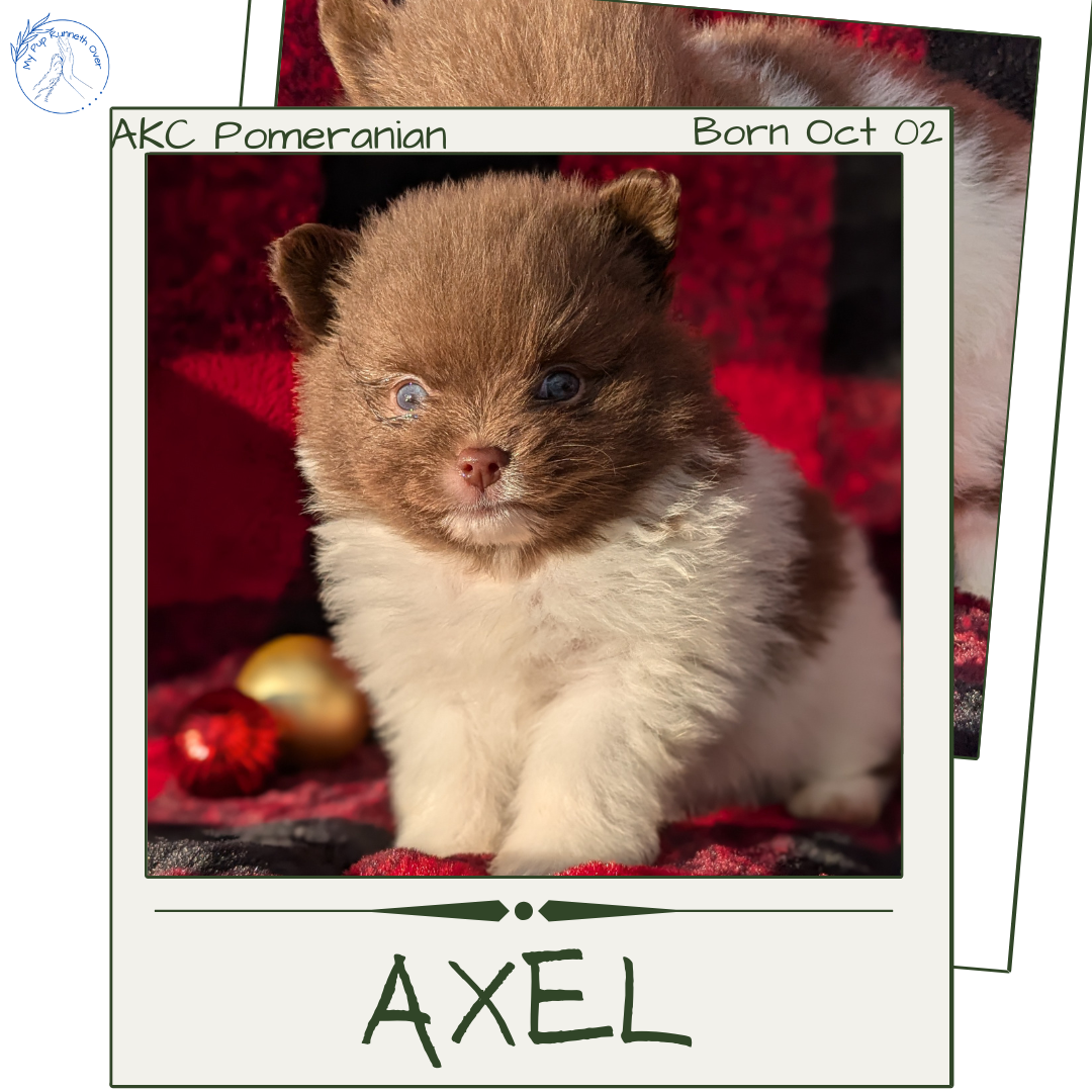 POMERANIAM (10/02) MALE