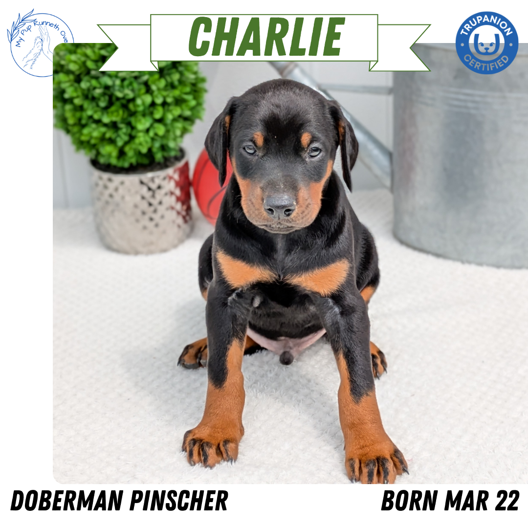 DOBERMAN PINSCHER (03/22) MALE