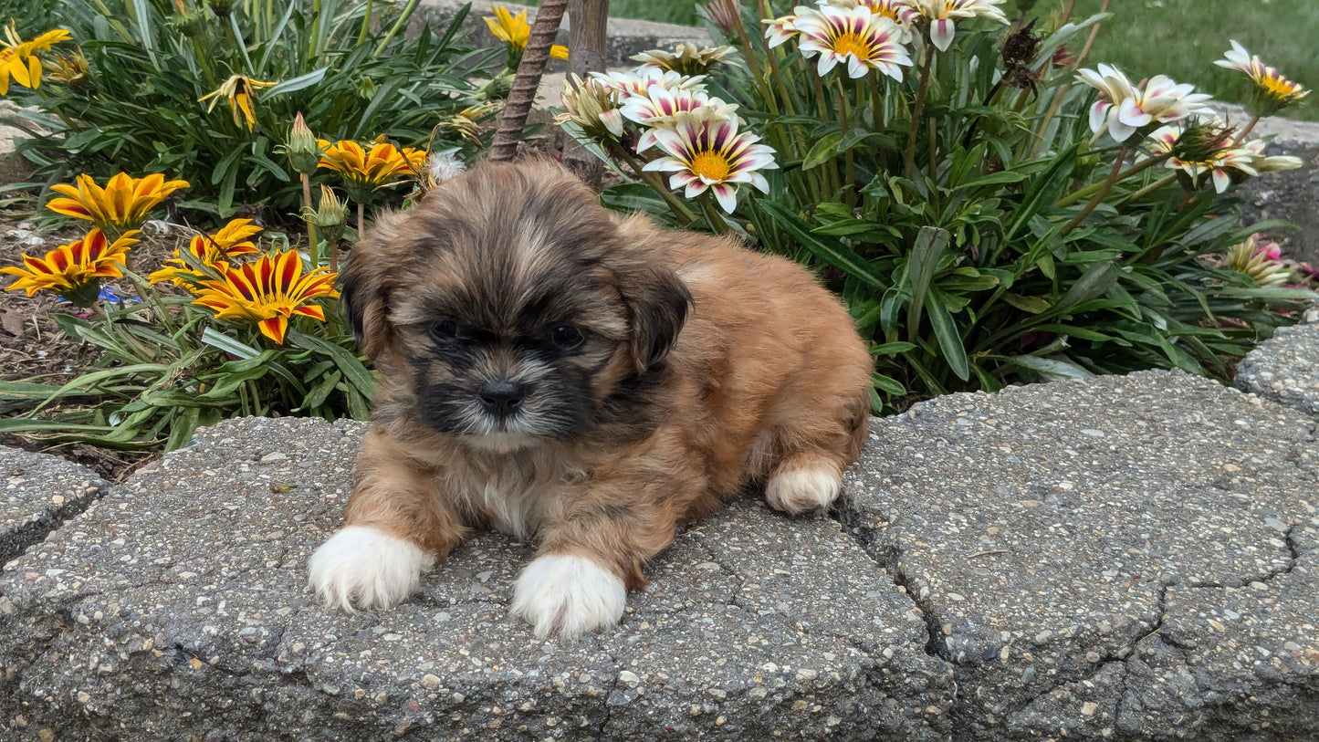 SHIH TZU (06/23) MALE