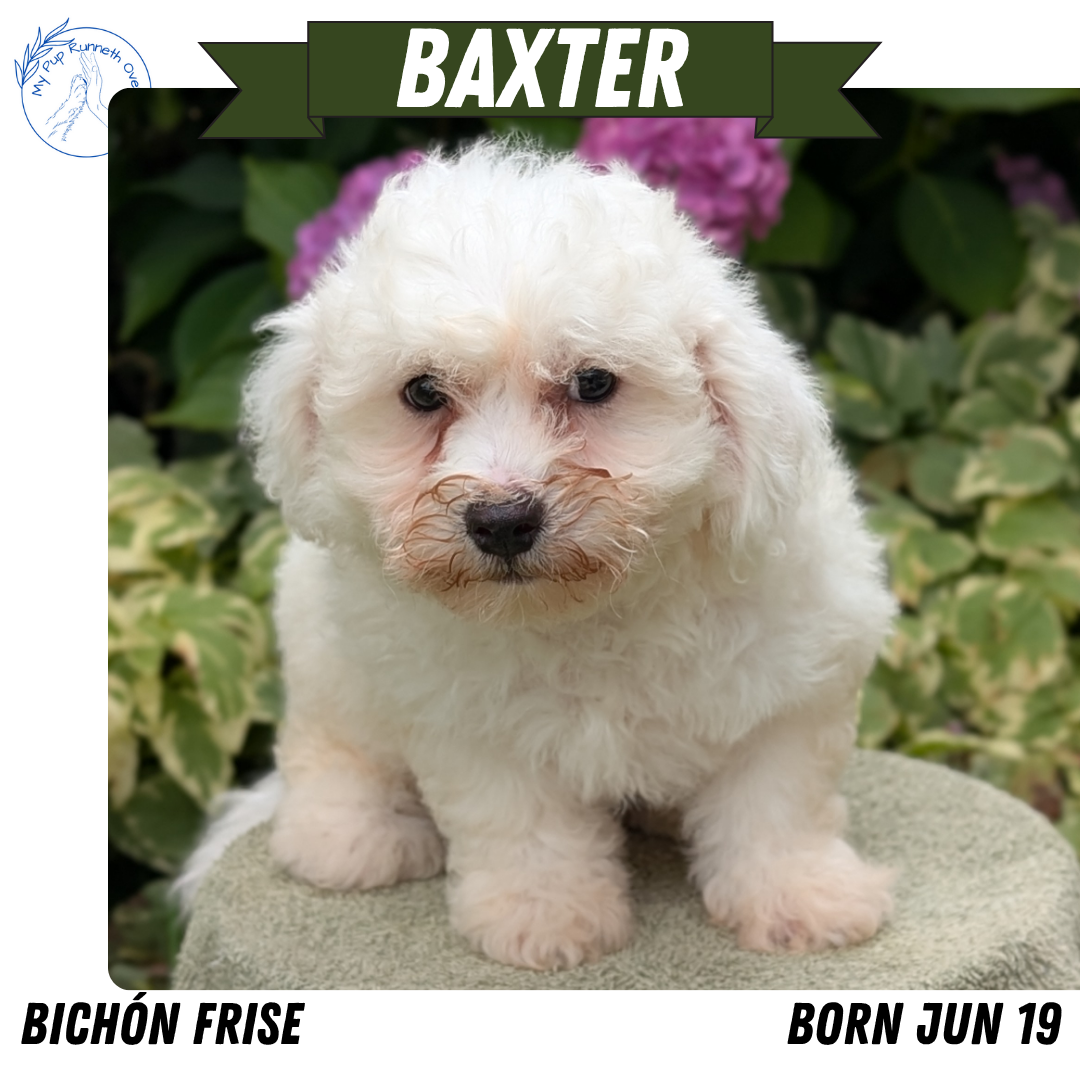 BICHON FRISE (06/19) MALE