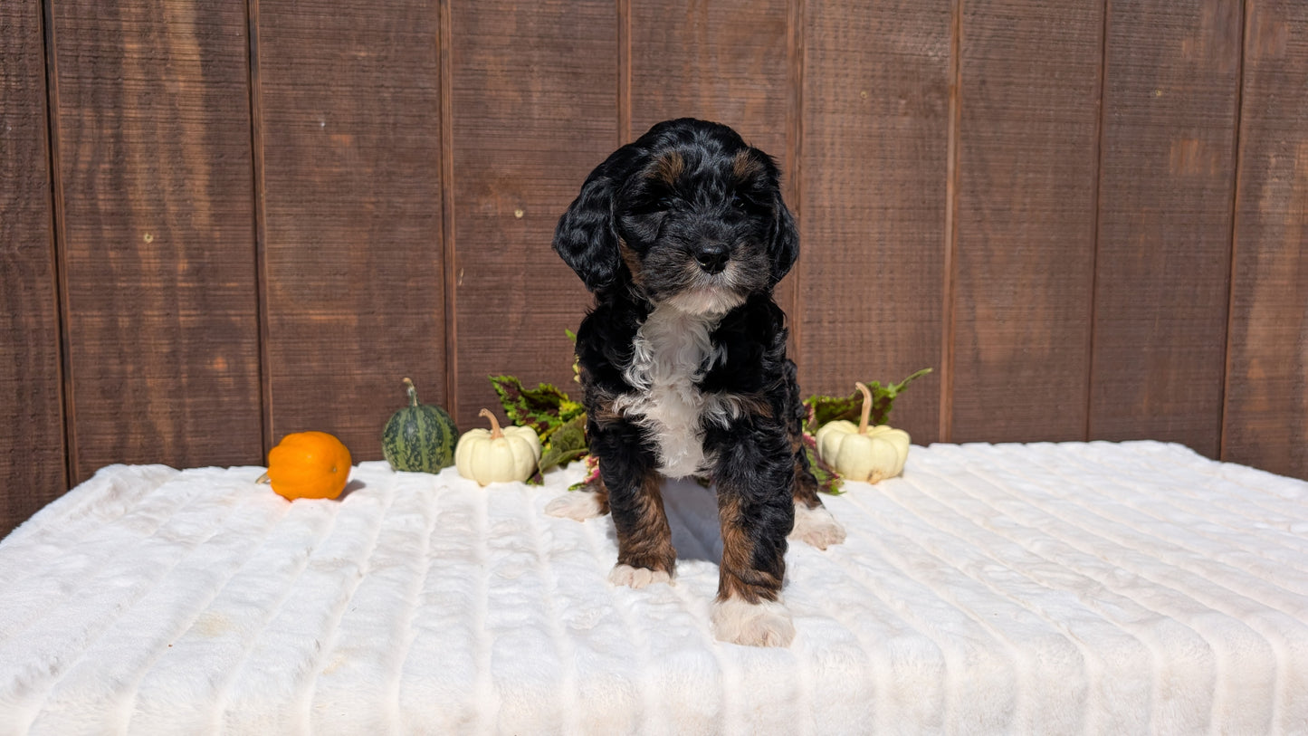 MINI BERNEDOODLE (08/06) FEMALE