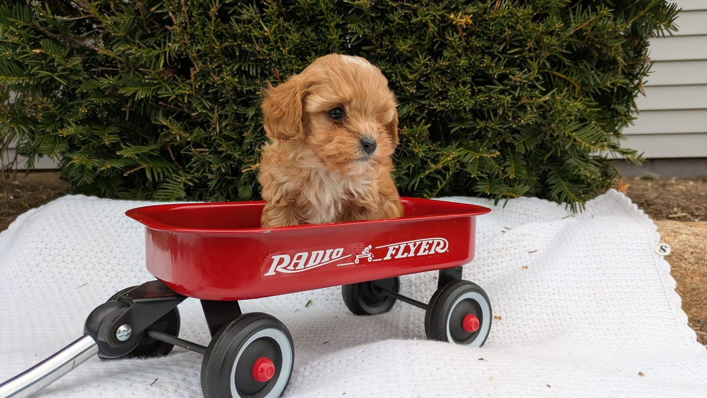 TOY CAVAPOO (02/26) MALE