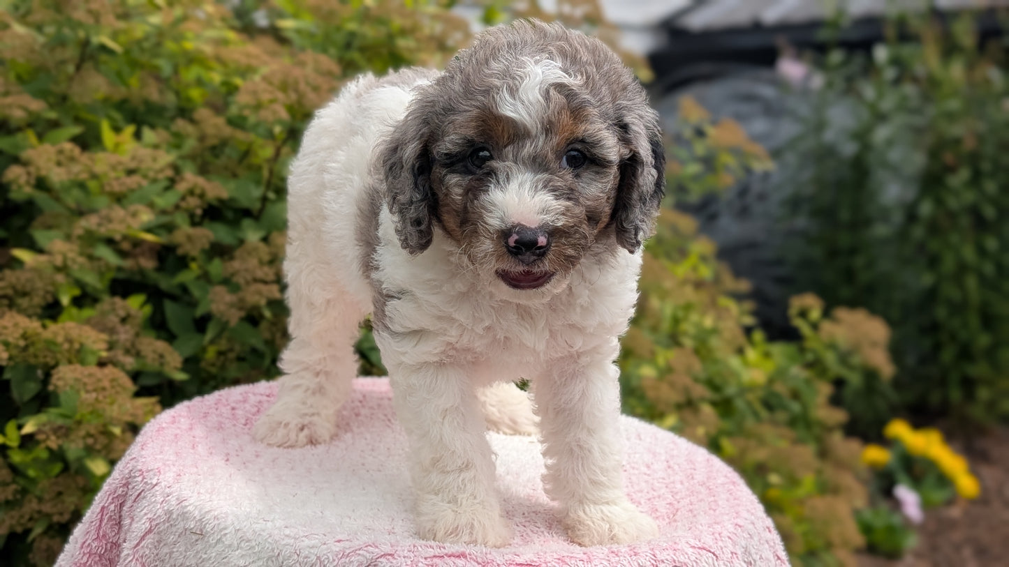 MINI POODLE (06/07) MALE