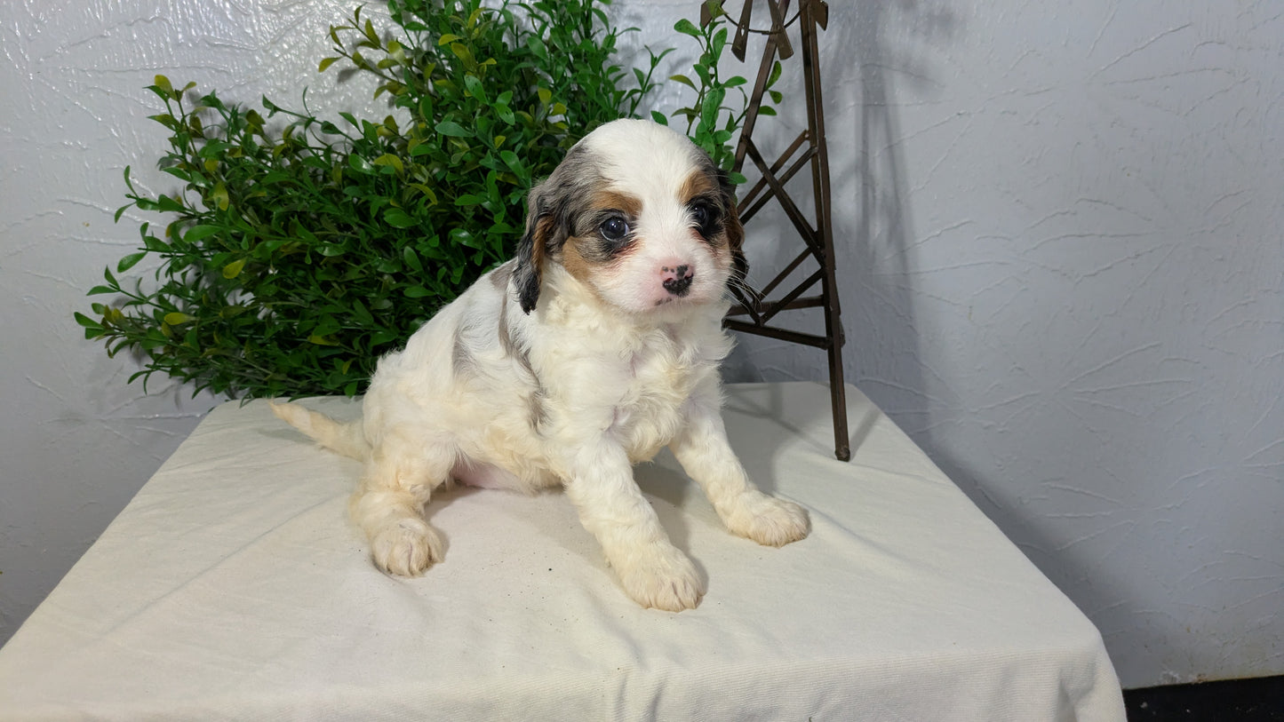CAVAPOO (02/17) FEMALE