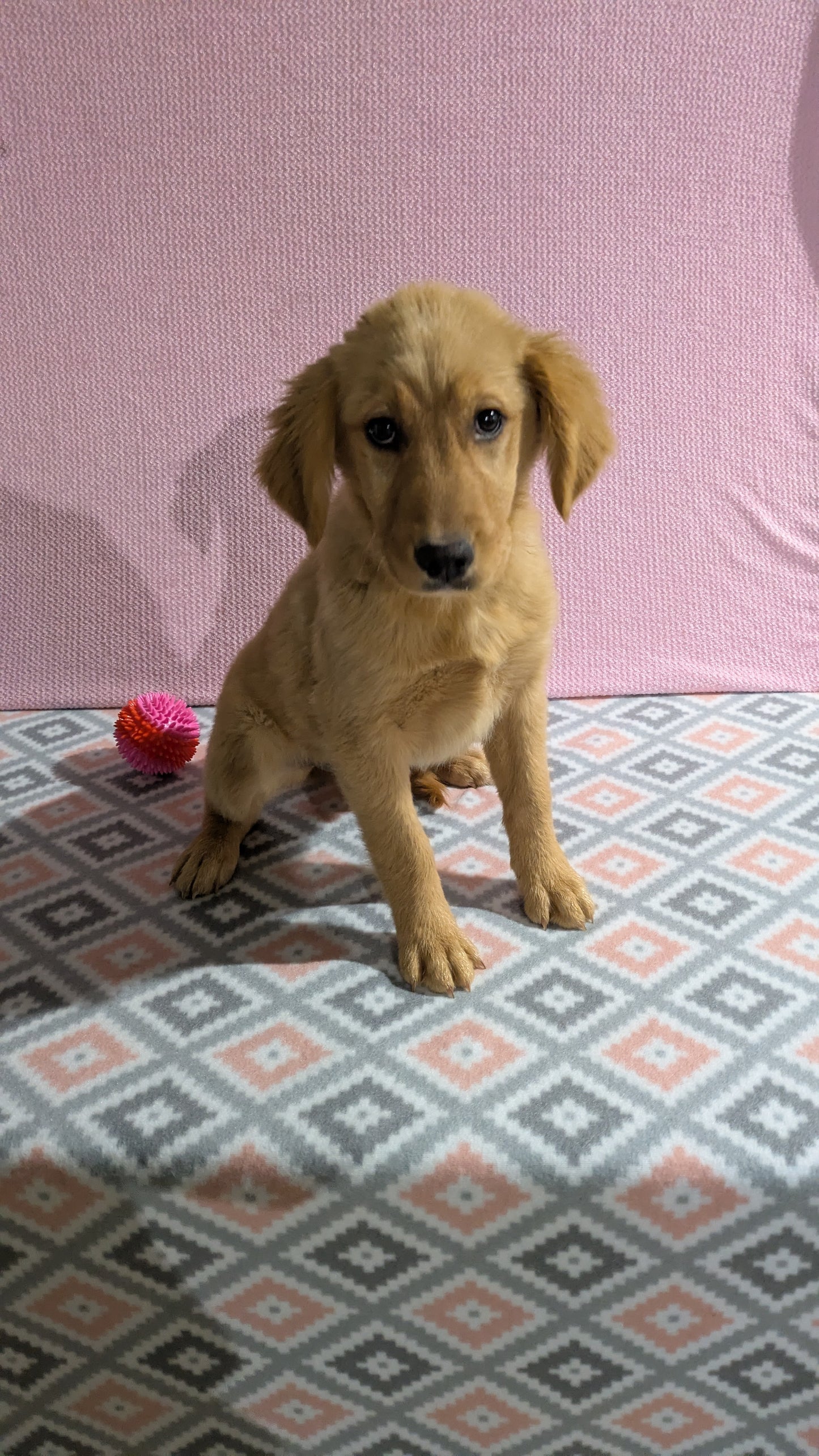 GOLDEN RETRIEVER (11/09) FEMALE