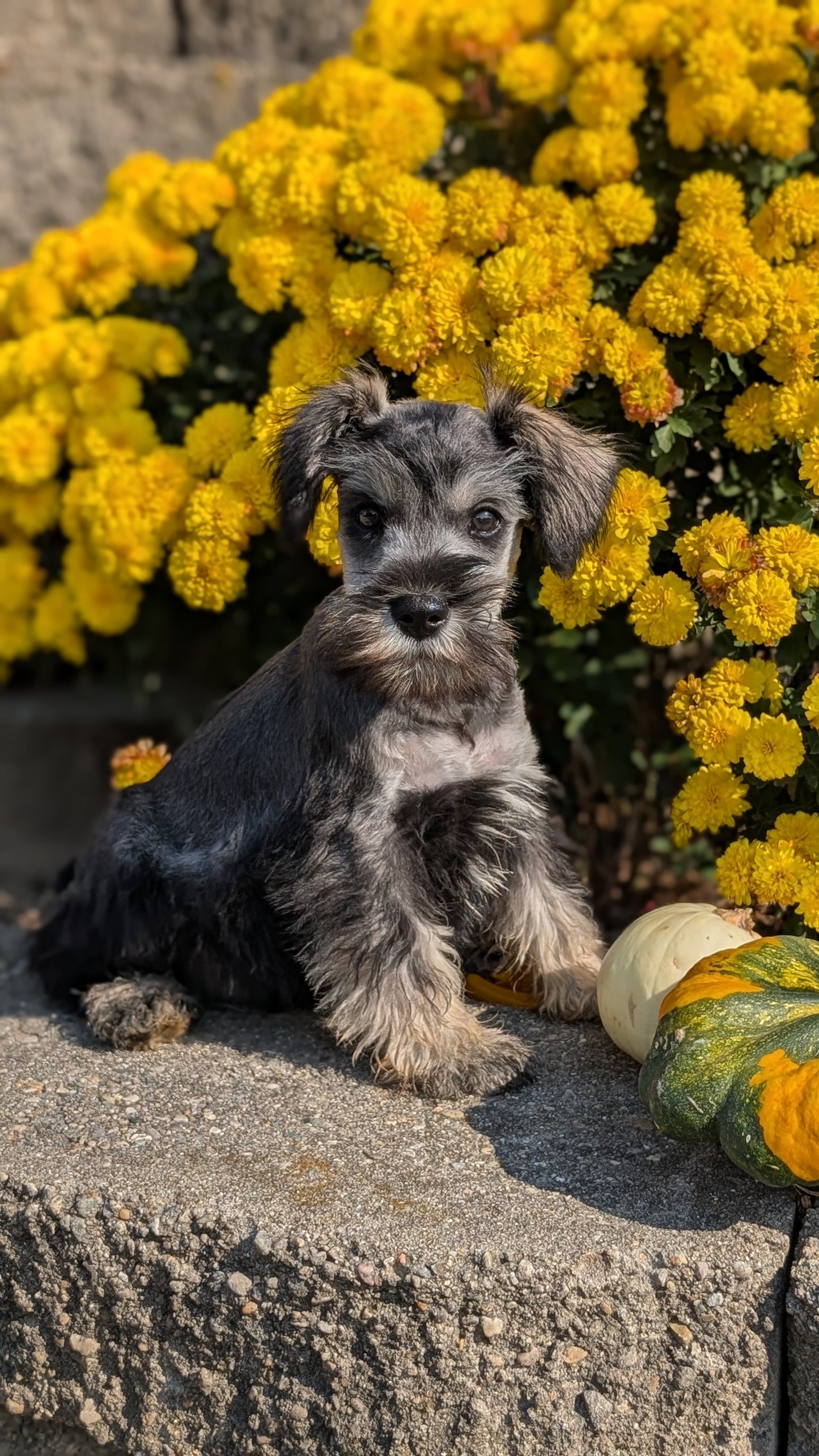MINI SCHNAUZER (08/21) MALE