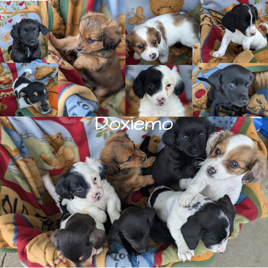 DACHSHUND (10/01) FEMALE