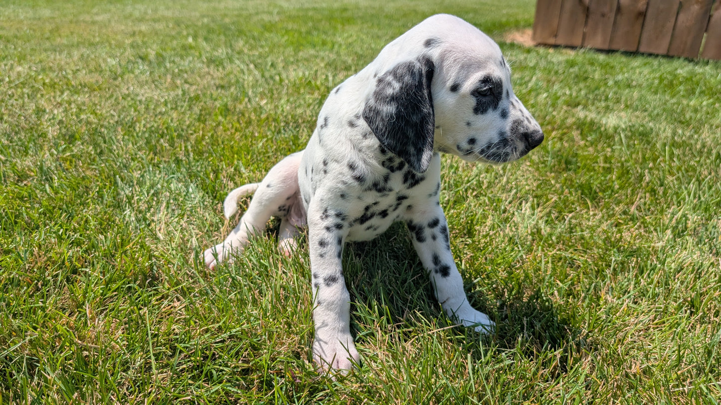 DALMATIAN (06/09) FEMALE