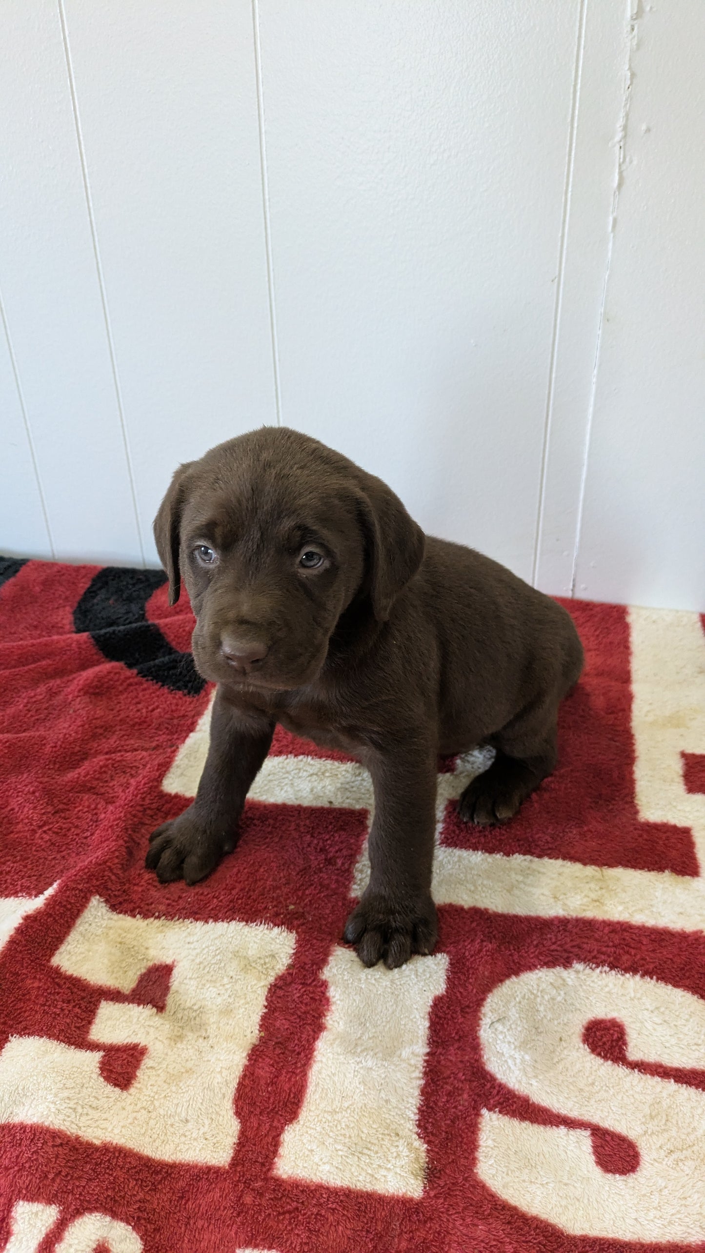 LABRADOR RETRIEVER (11/03) MALE