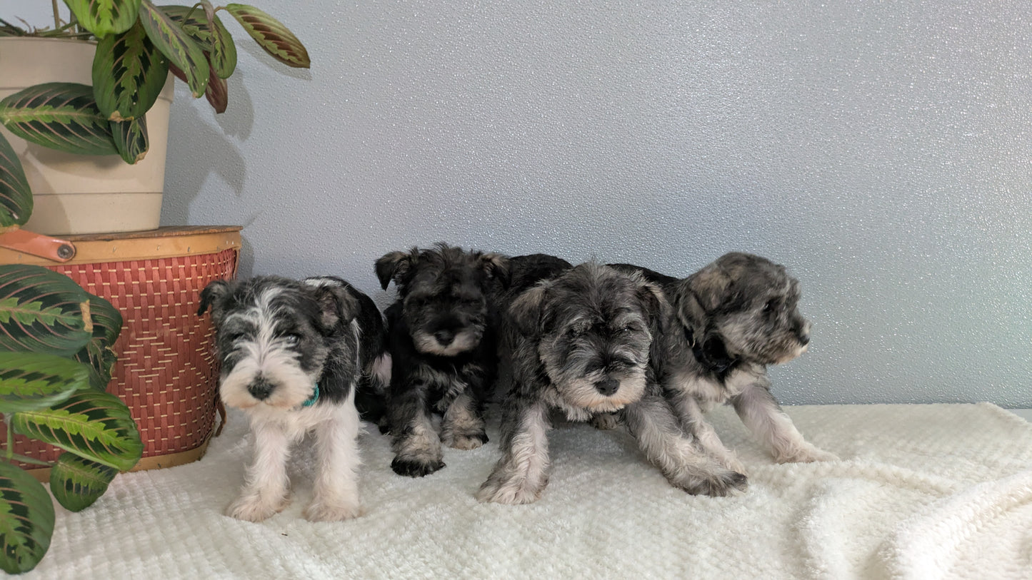 MINI SCHNAUZER (01/08) FEMALE
