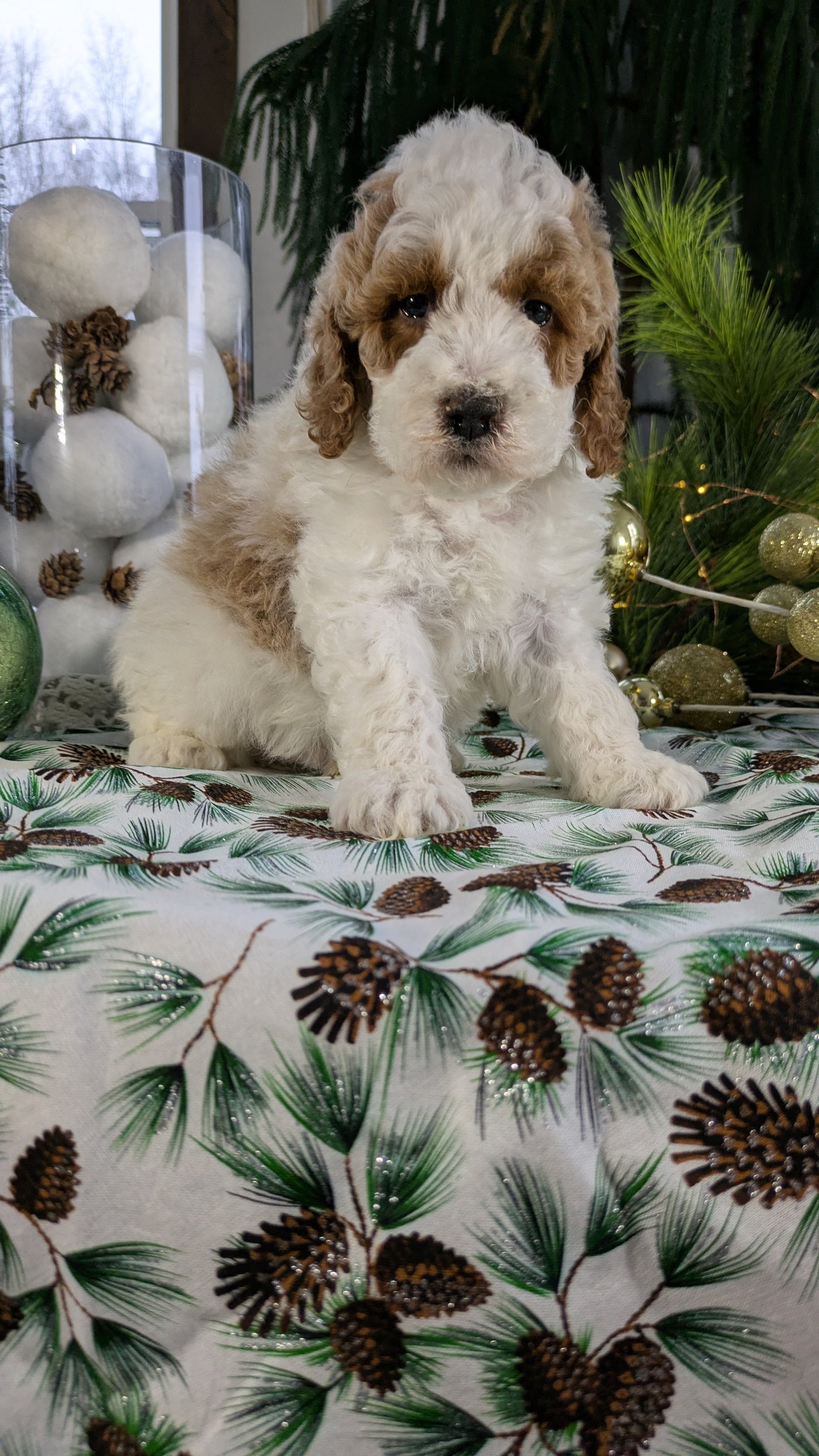COCKAPOO (10/14) MALE