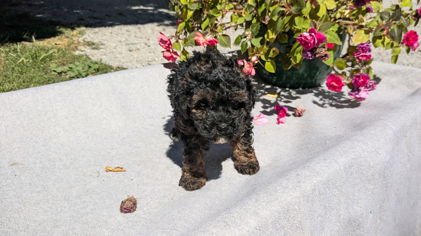 TOY POODLE (07/20) MALE