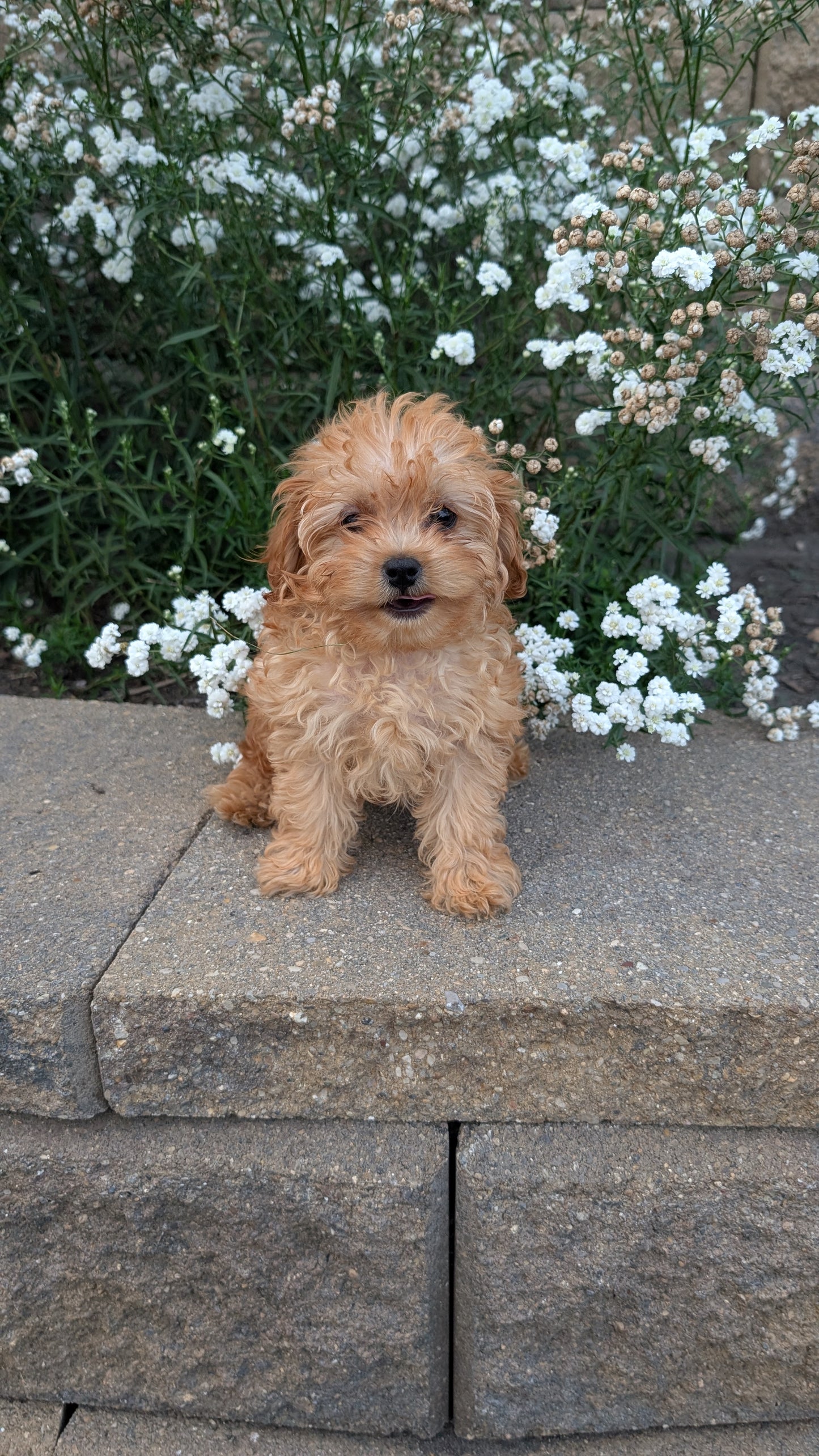CAVAPOO (05/29) MALE