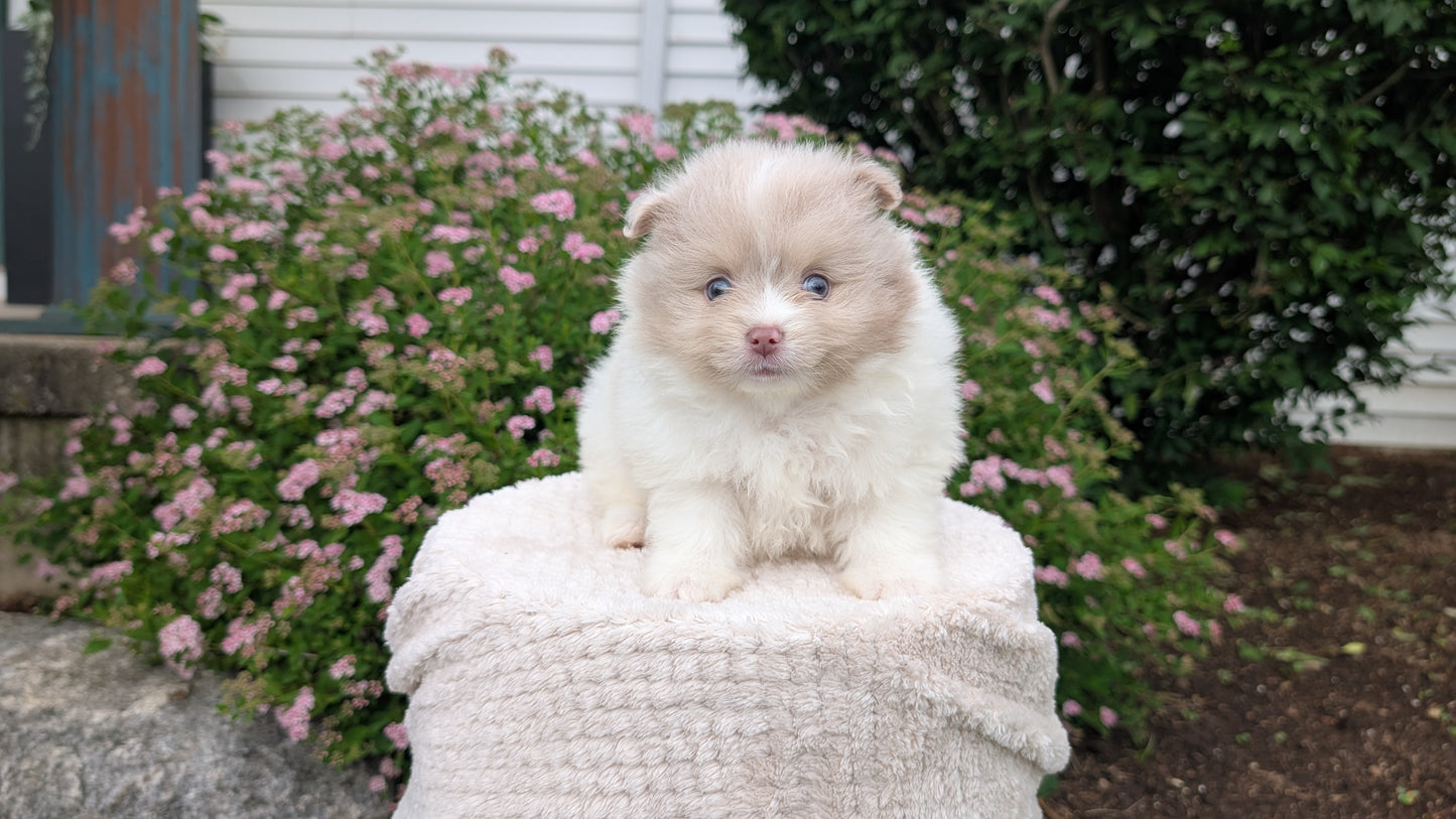 POMERANIAN (04/22) MALE
