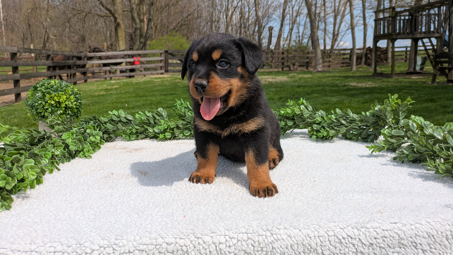 ROTTWEILER (03/18) MALE