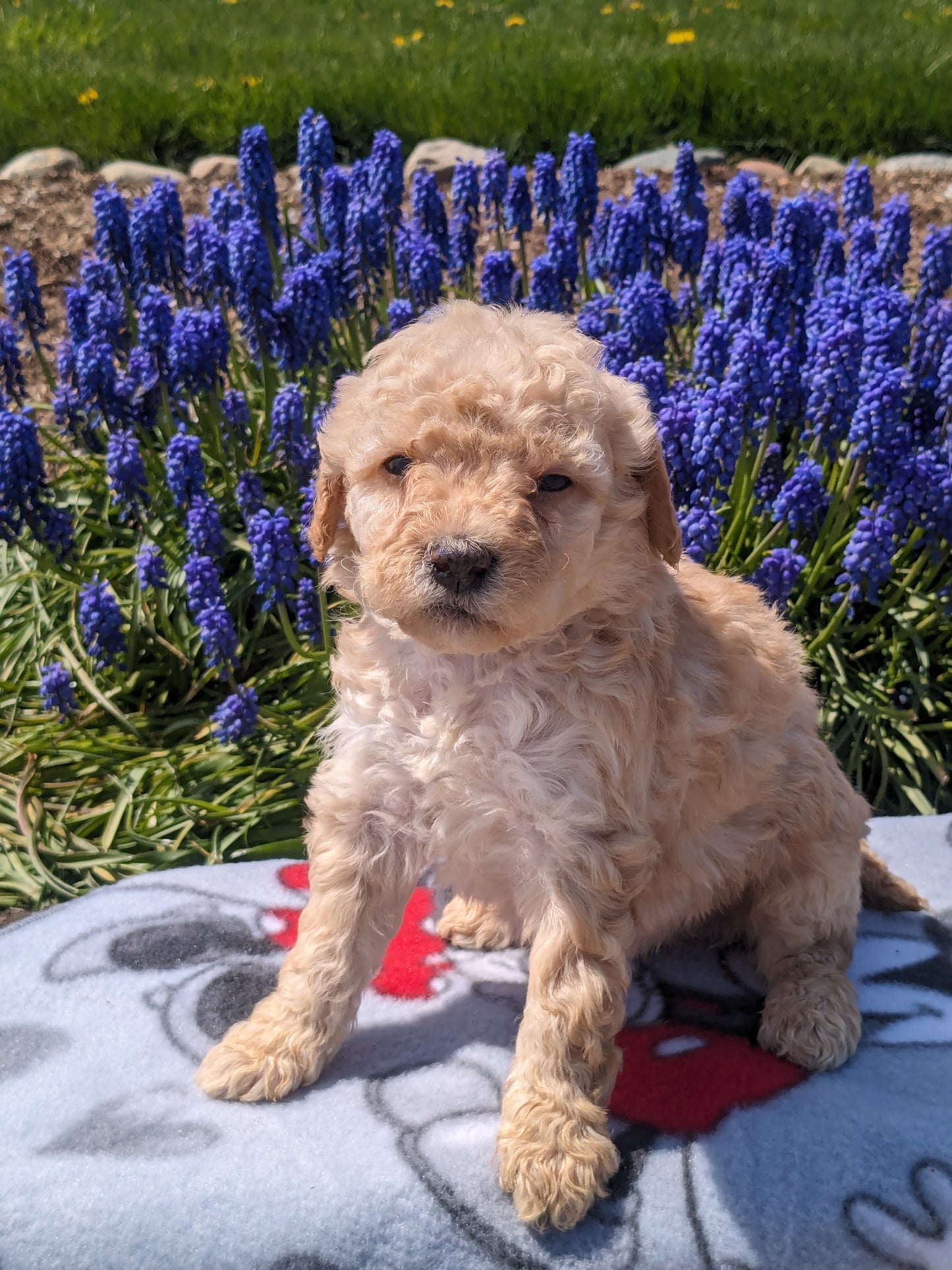 MICRO BERNEDOODLES (03/18) FEMALE