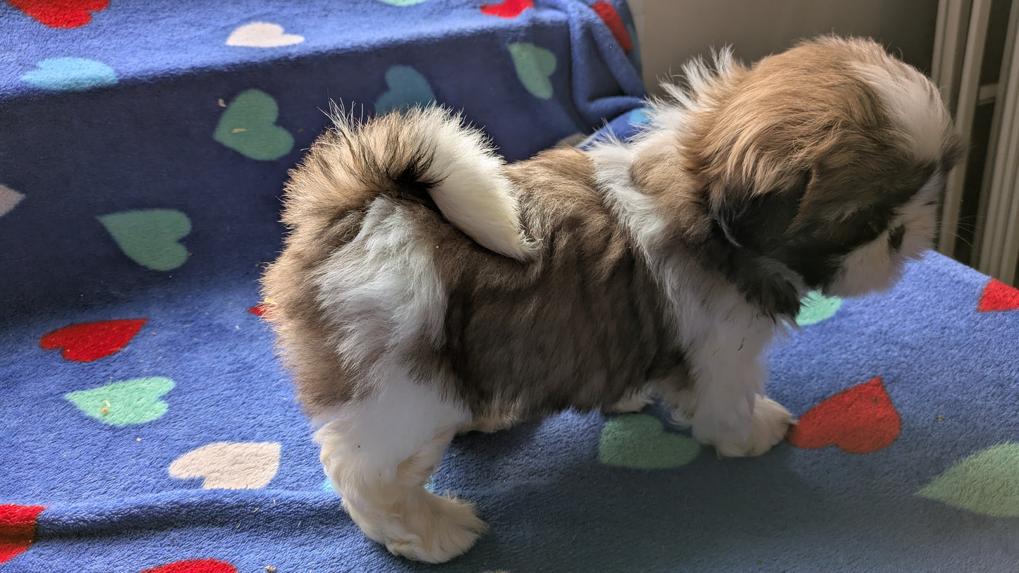 SHIH TZU (10/23) MALE
