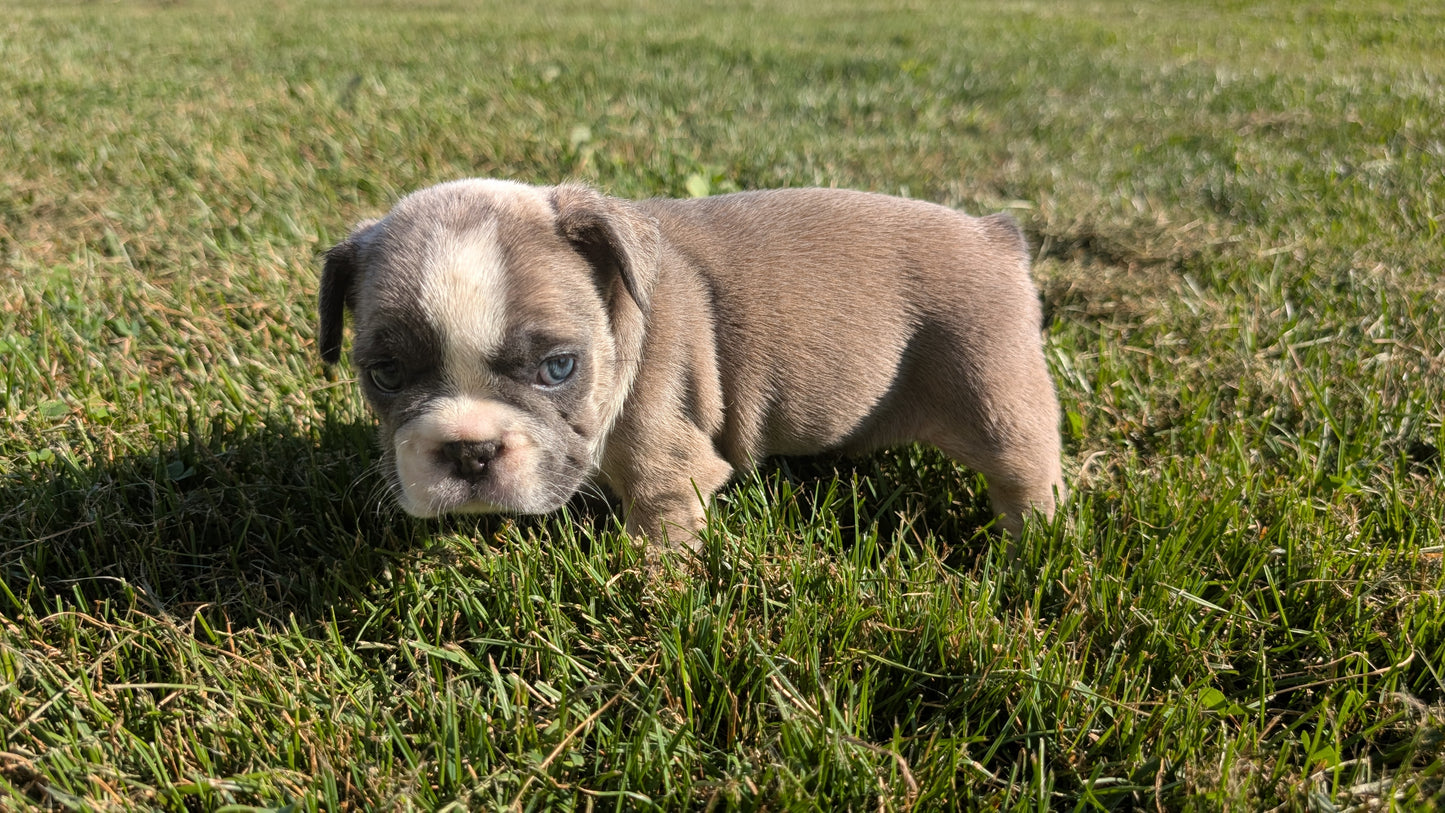 FRENCH BULLDOG (07/03) FEMALE