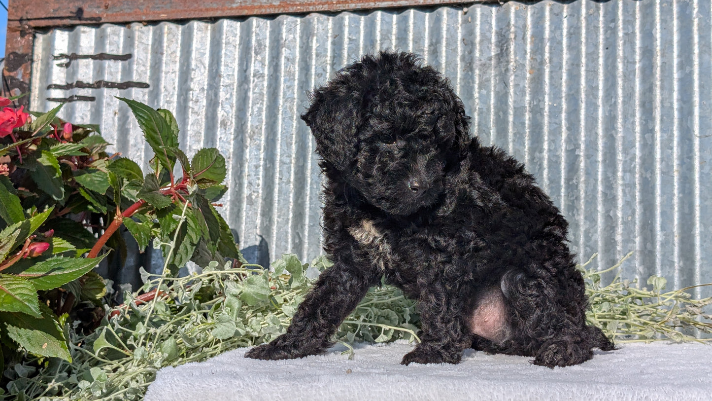 TOY POODLE (07/06) MALE