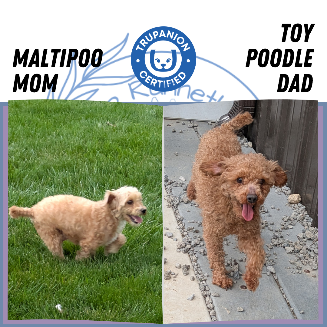 MALTIPOO (03/15) MALE