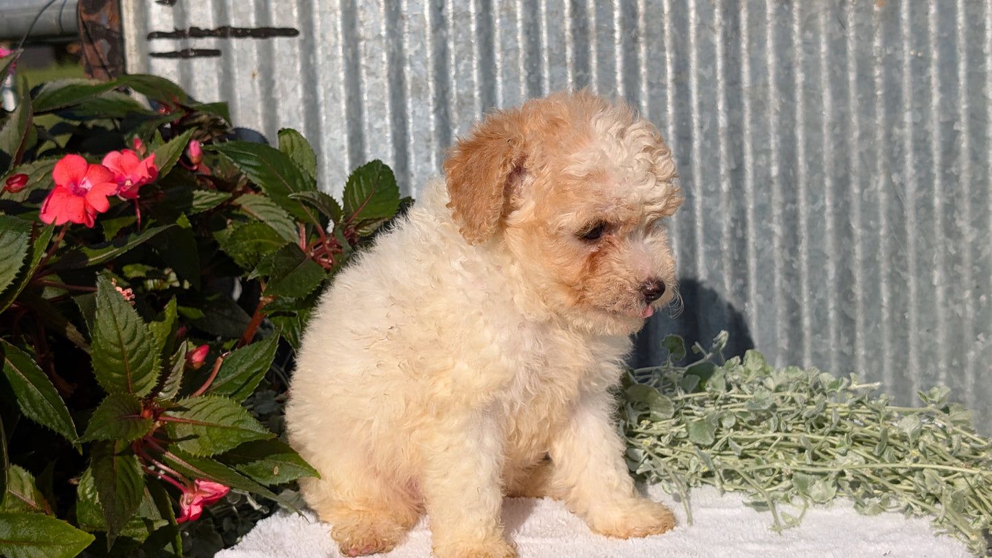TOY POODLE (07/06) FEMALE