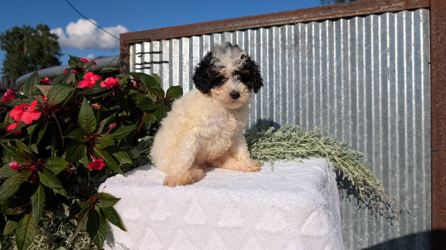 TOY POODLE (07/06) FEMALE