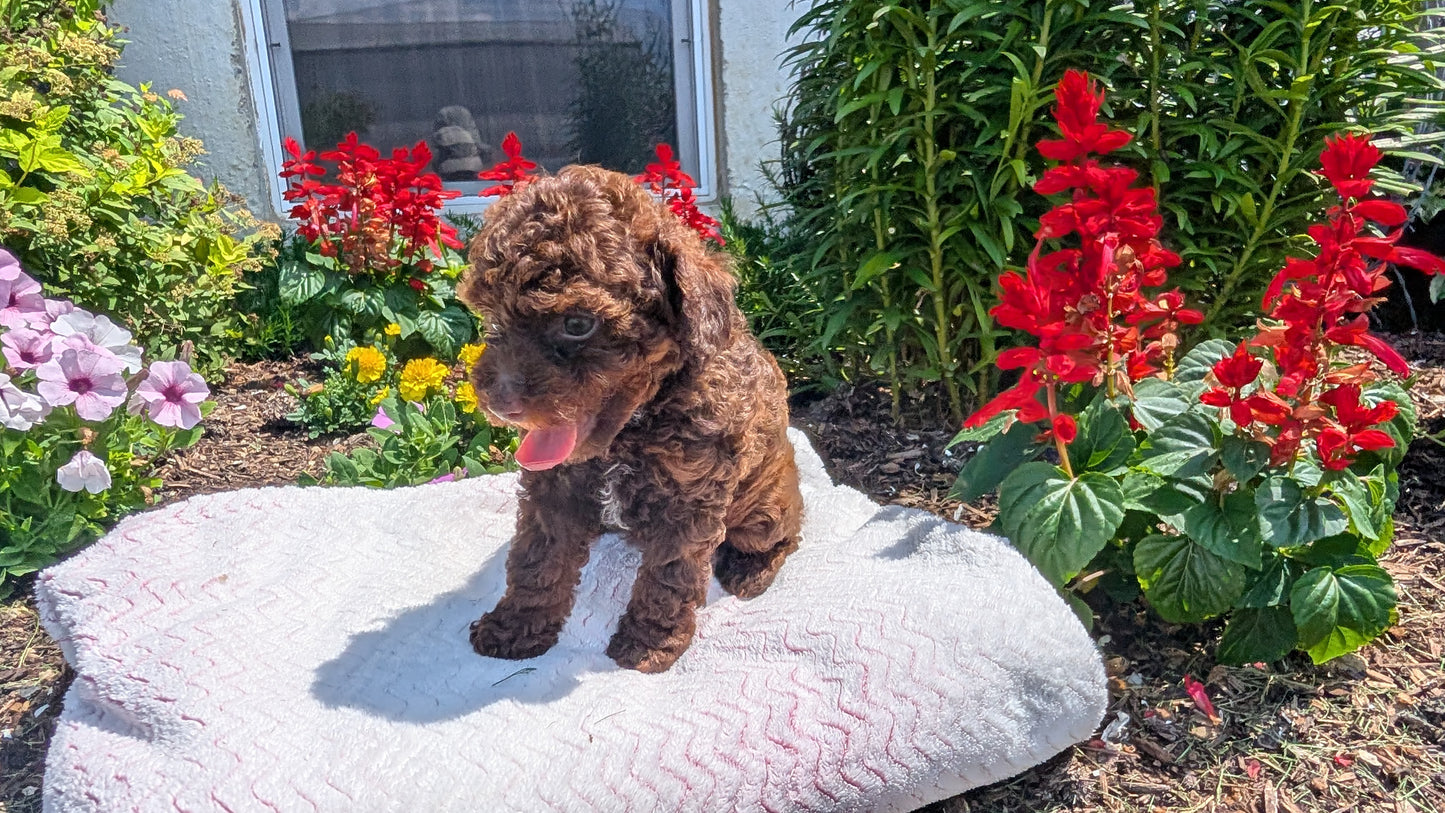 TOY POODLE (06/23) FEMALE