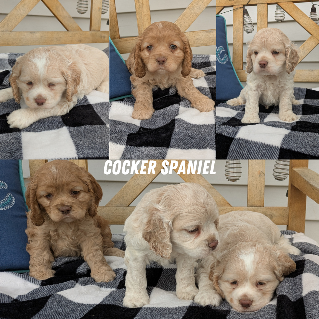 COCKER SPANIEL (04/16) MALE