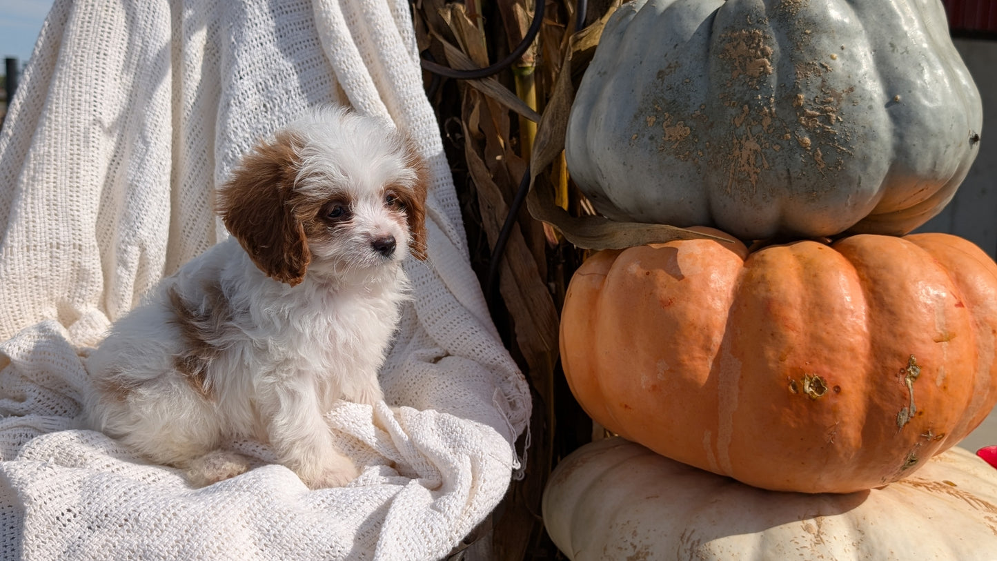 CAVAPOO (07/26) MALE
