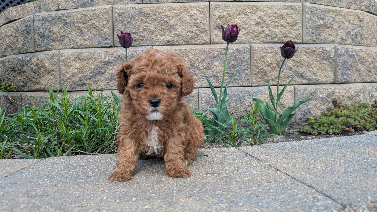 CAVAPOO (03/24) MALE