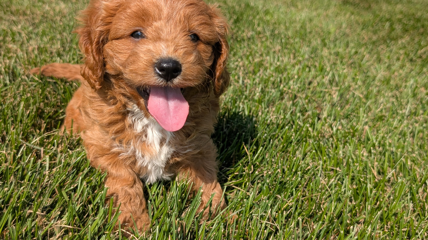 CAVAPOO (07/06) MALE