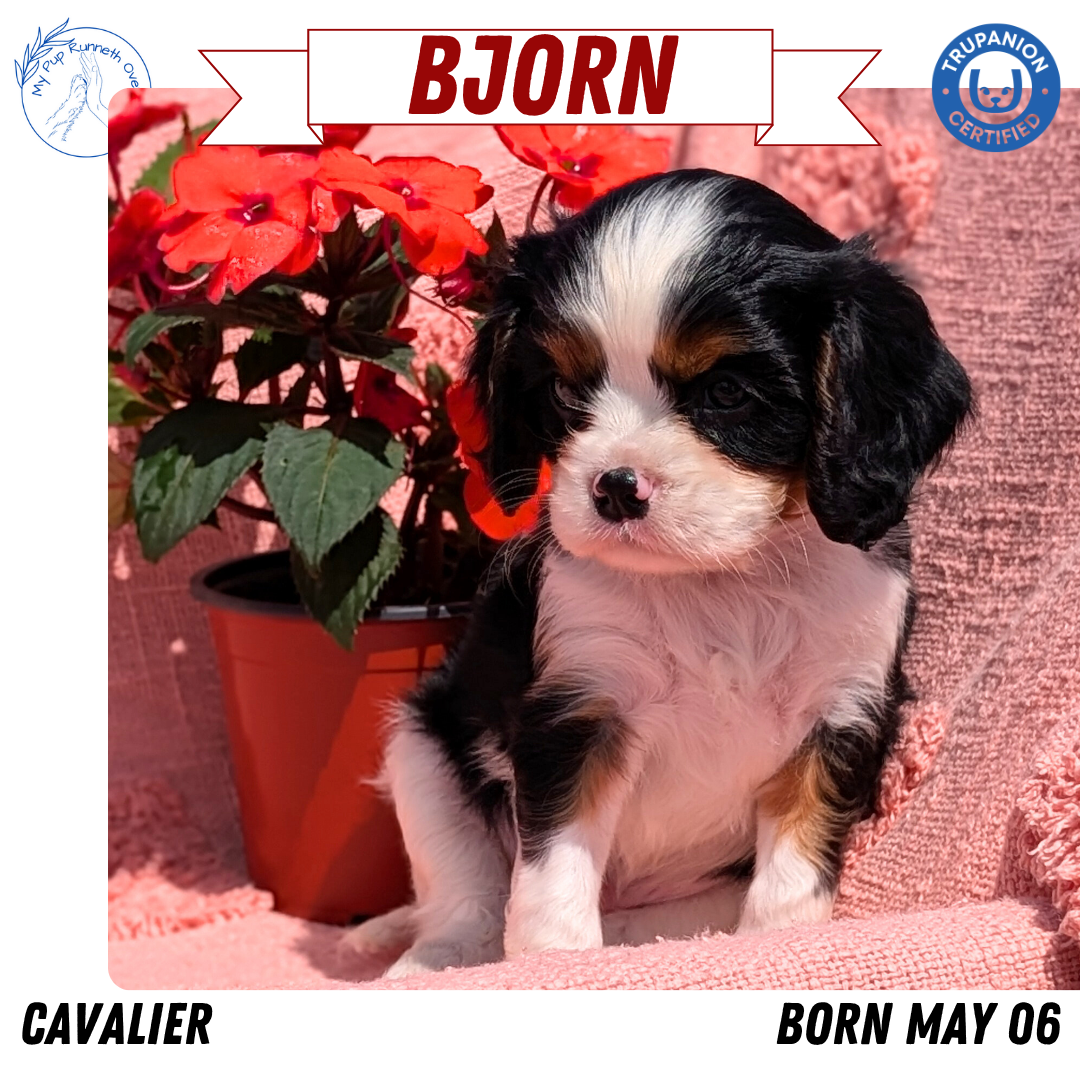 CAVALIER (05/06) MALE