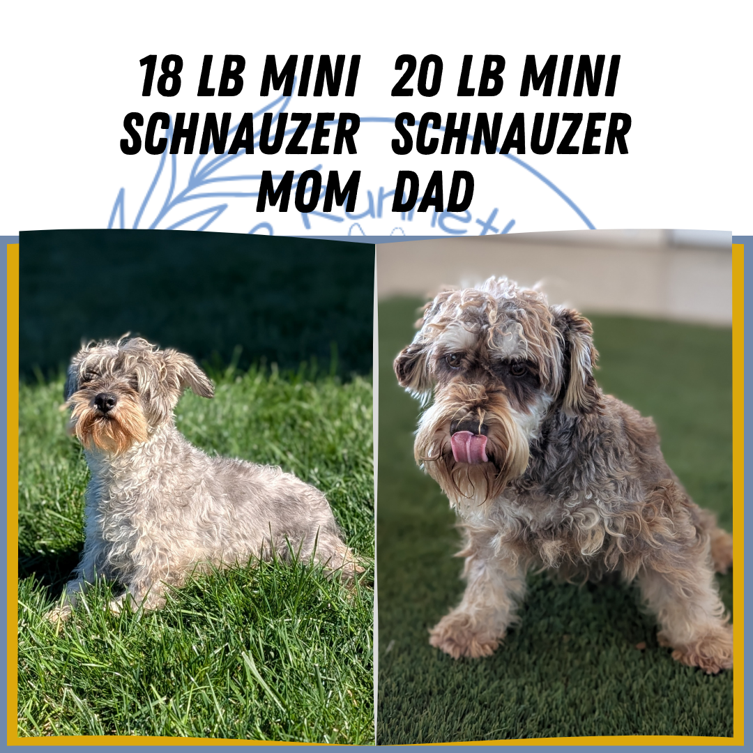 MINI SCHNAUZER (08/21) FEMALE