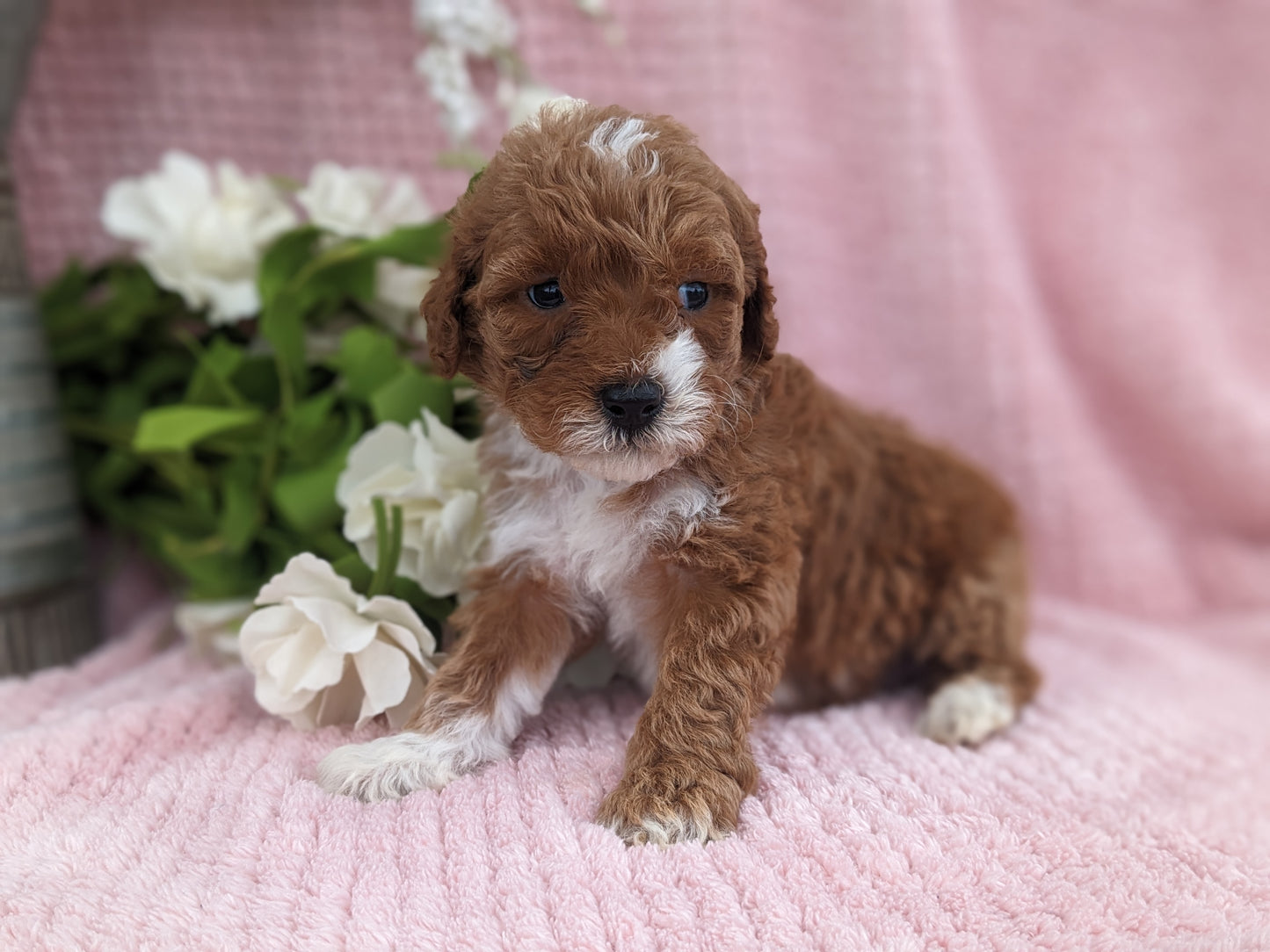 MINI GOLDENDOODLE (03/20) FEMALE