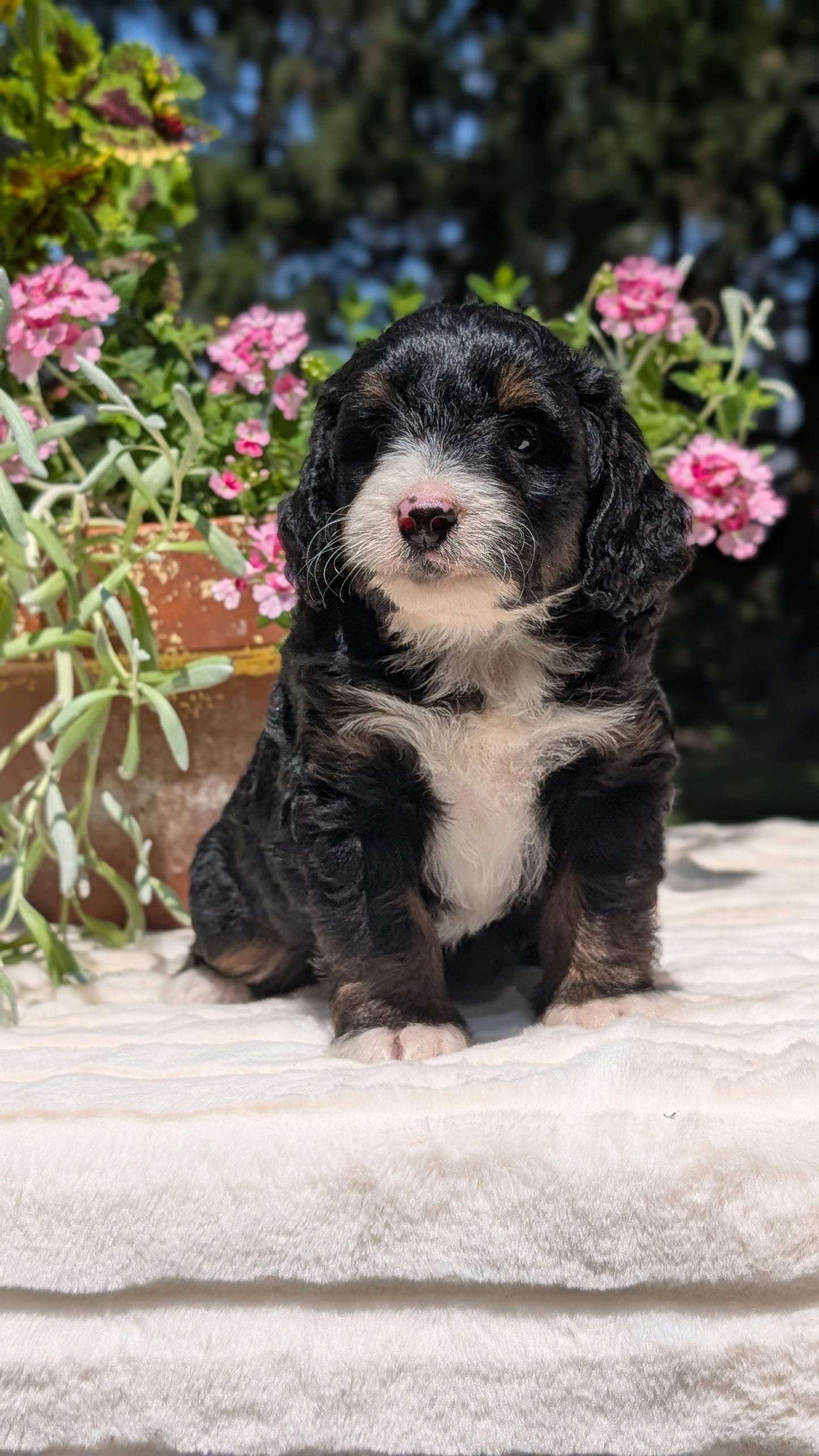 MINI BERNEDOODLE (06/11) MALE