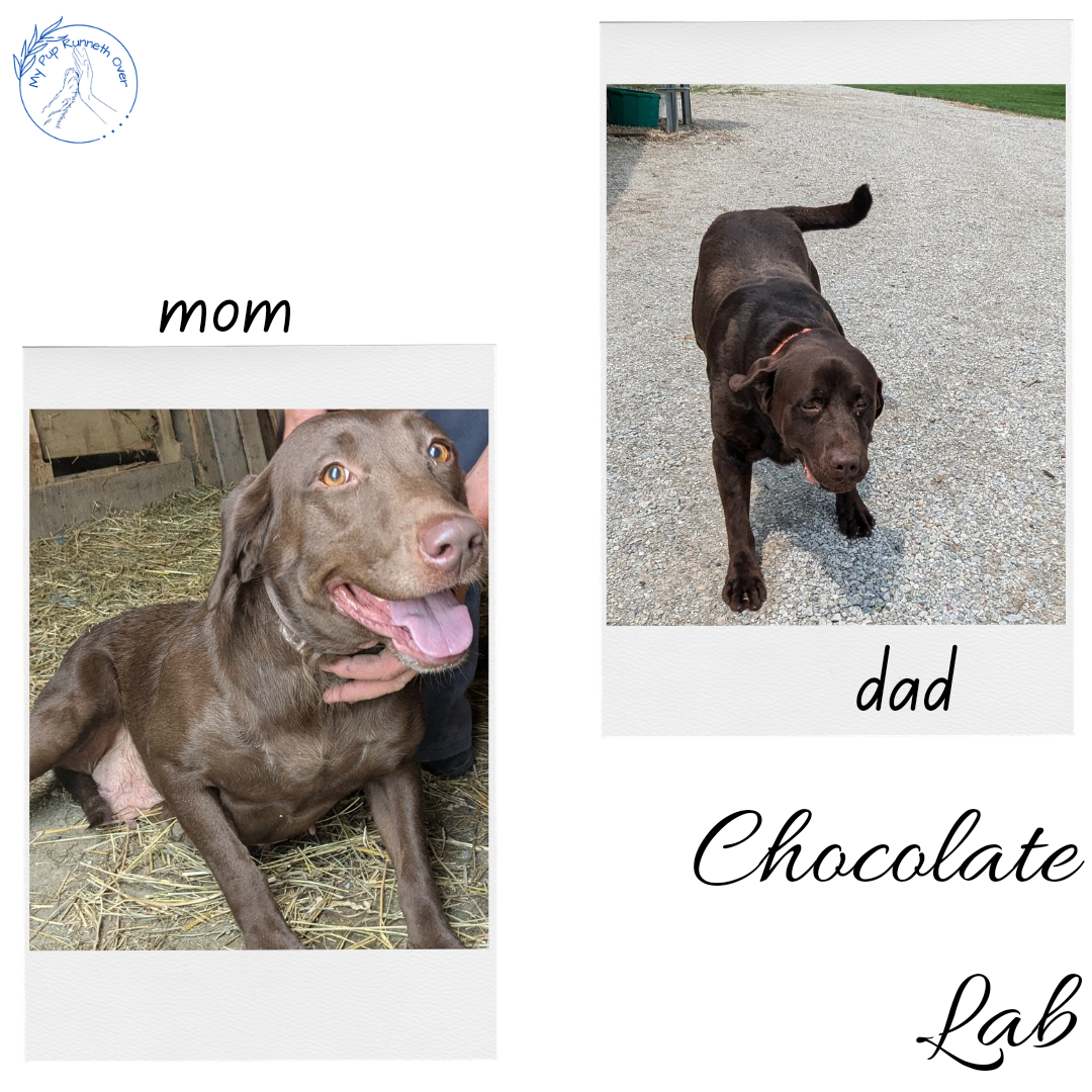 CHOCOLATE LAB (05/04) FEMALE